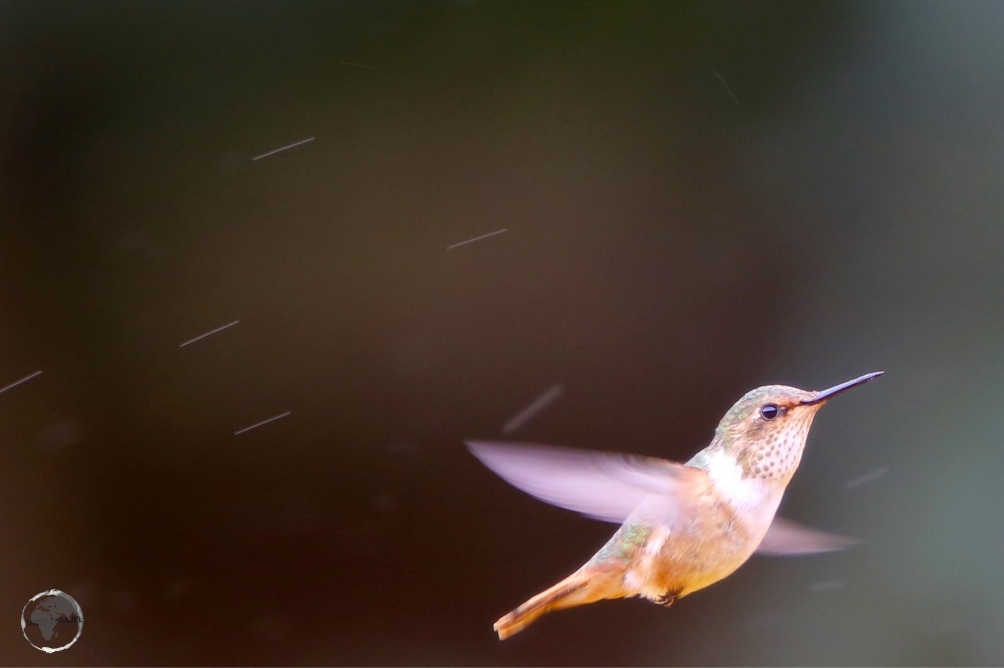 A Female Scintillant hummingbird flying through the rain at Finca Lerida.