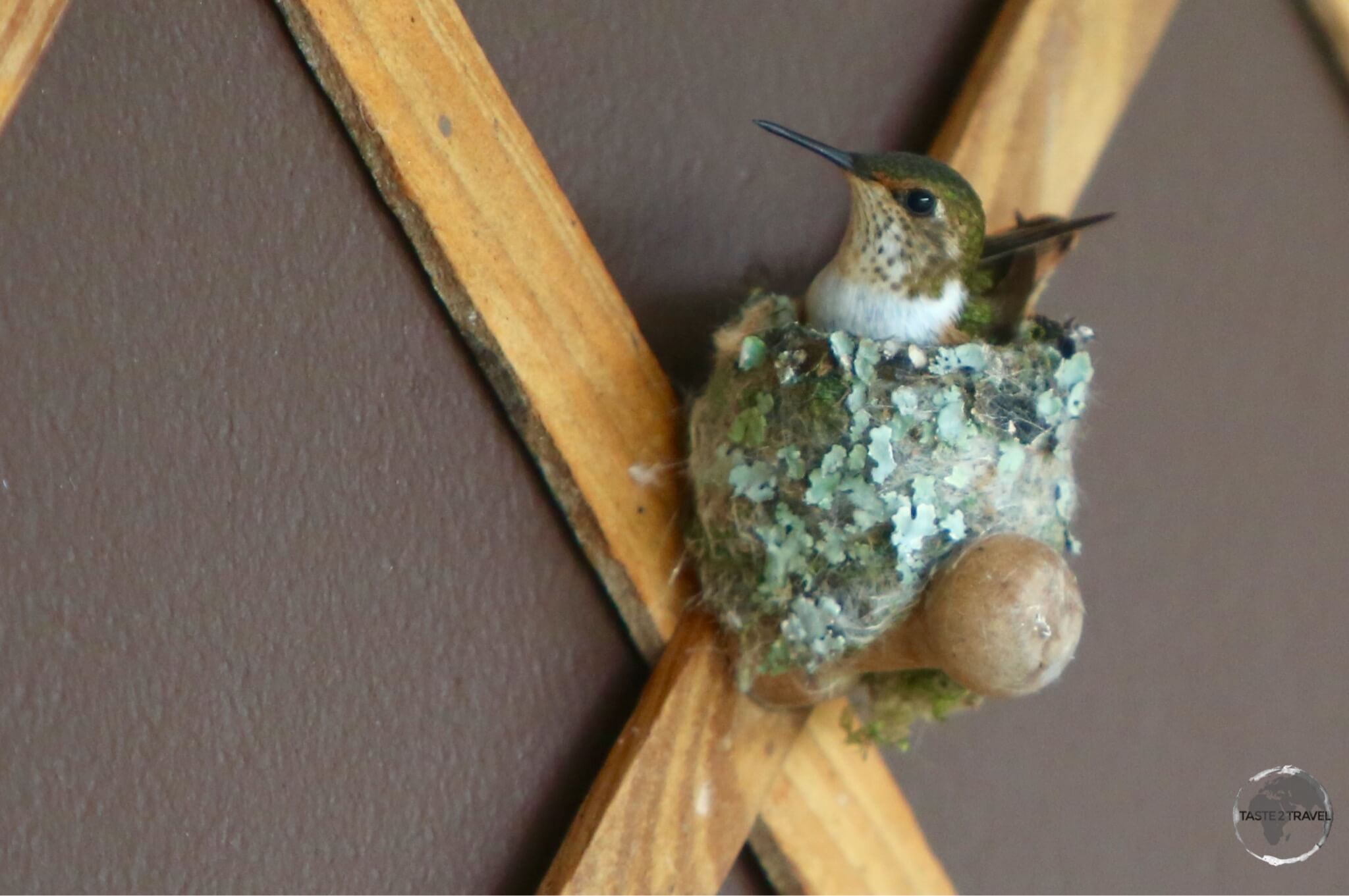 A nesting female Scintillant hummingbird.