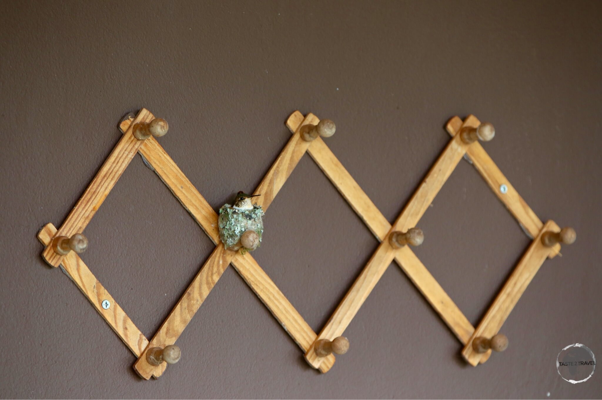 A coat rack serves as a nesting site for a Scintillant hummingbird at Finca Lerida.