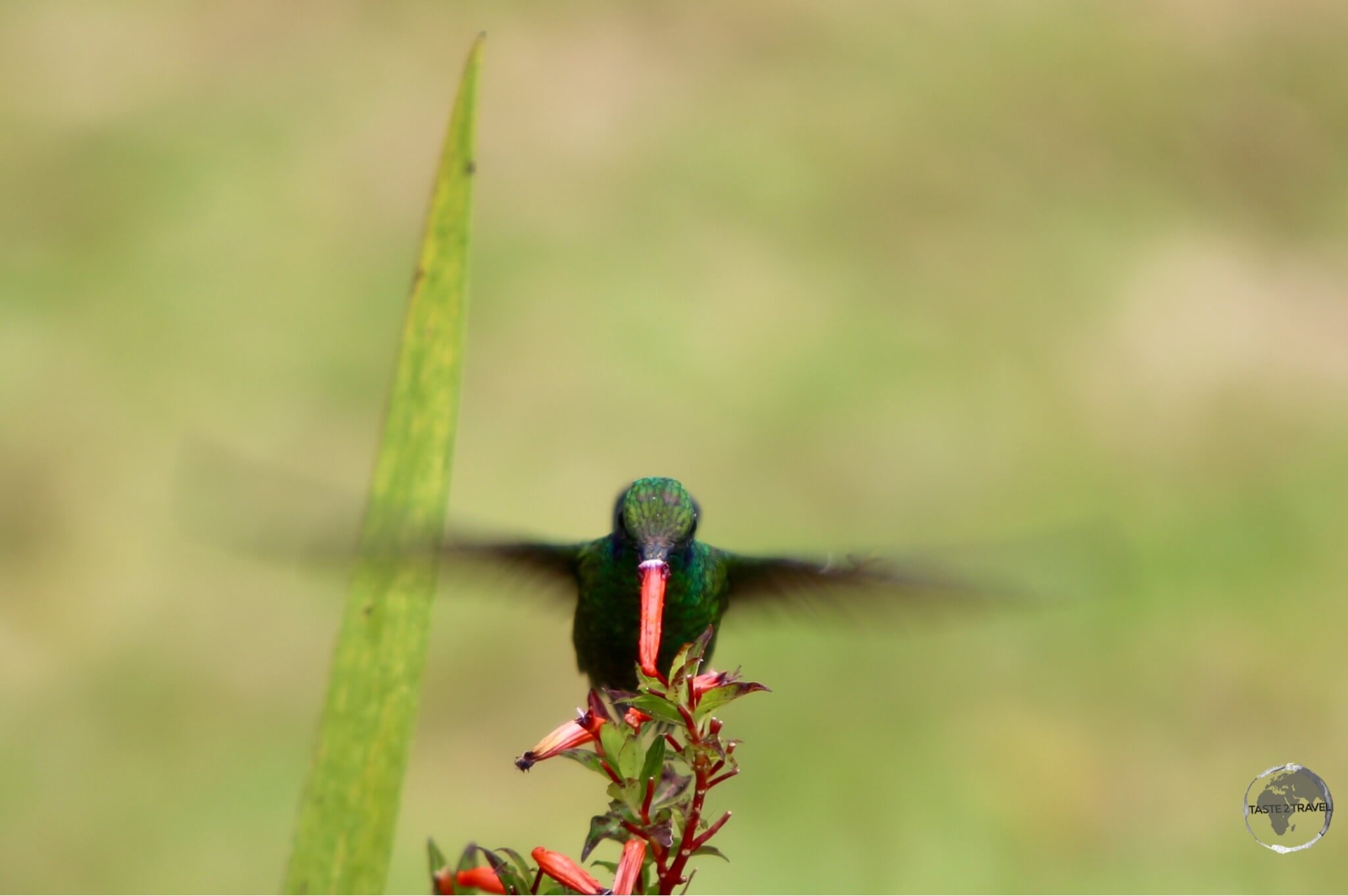 A Green violet-eared hummingbird at Finca Lerida.