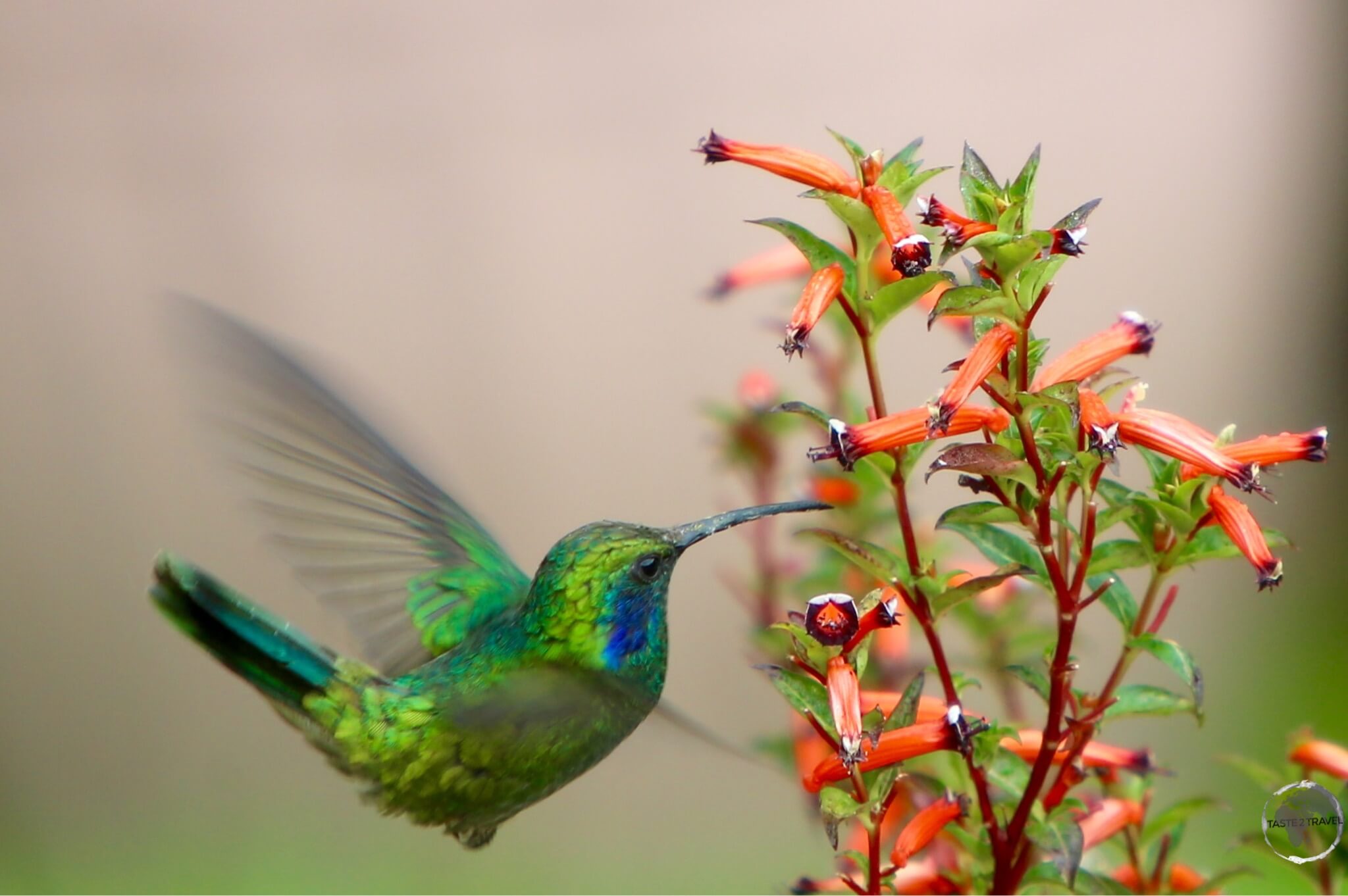 A Green violet-eared hummingbird at Finca Lerida.