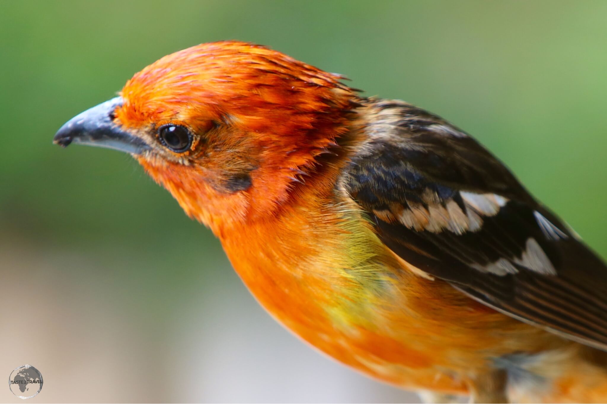 The Gambling bird at Finca Lerida.