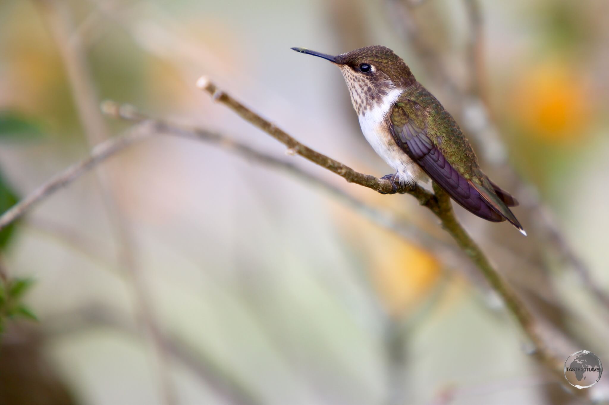 A female Scintillant hummingbird at Finca Lerida. 