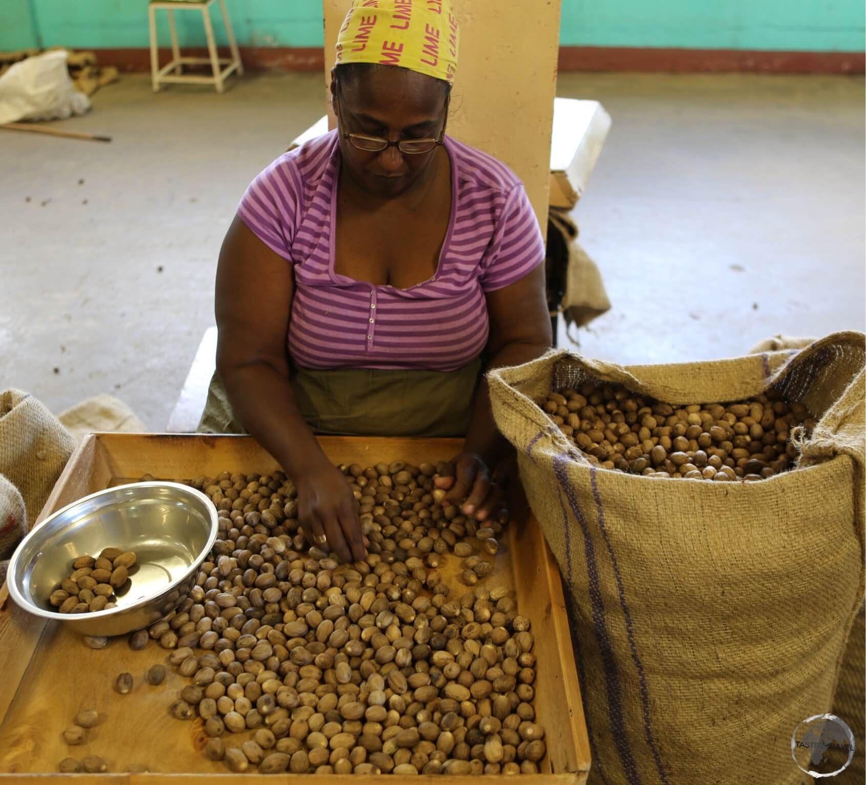 A worker at the Grenada Co-operative Nutmeg Association, sorting different grades of nutmeg. 