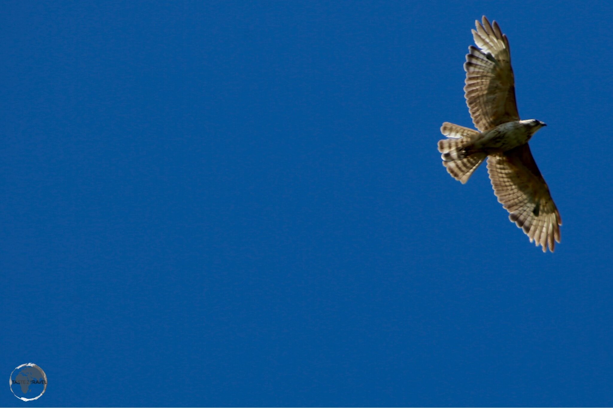 A Broad-winged hawk, soaring above the east coast of St. Vincent.