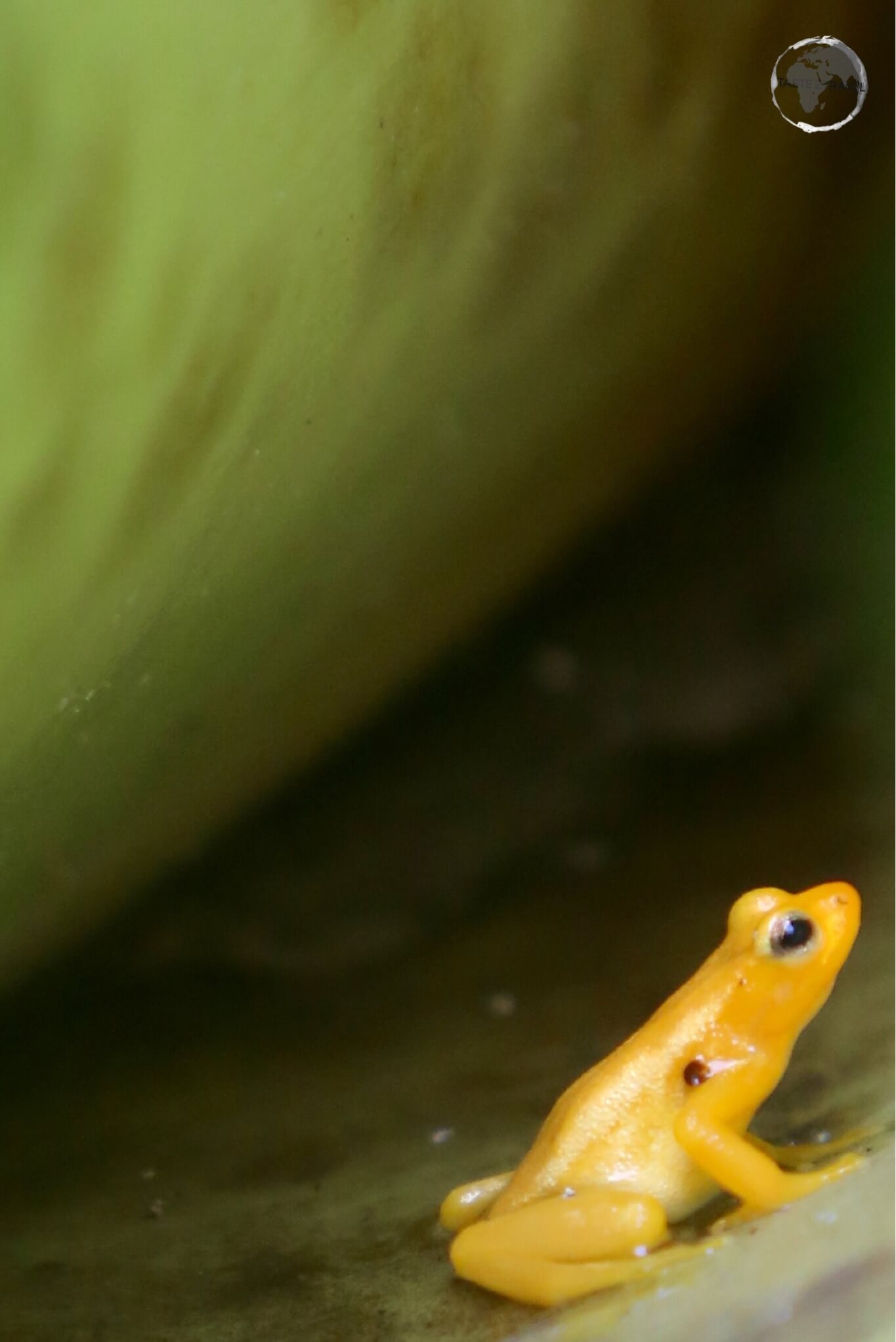 A Golden poison frog inside a Giant-tank Bromeliads at Kaieteur falls.