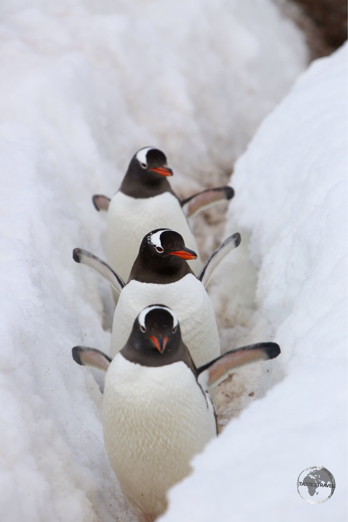 Gentoo penguins, travelling along a <i>Penguin highway</i> on D’Hainaut Island