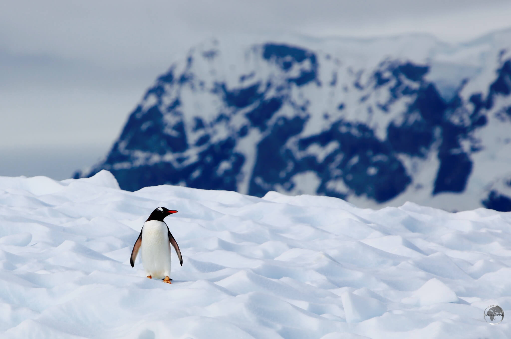 A Gentoo penguin on an ice floe in Paradise bay.