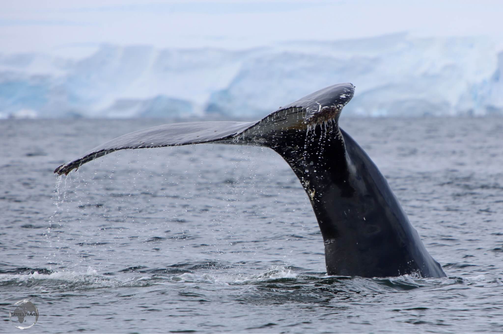 A diving Humpback whale in Wilhelmina Bay.