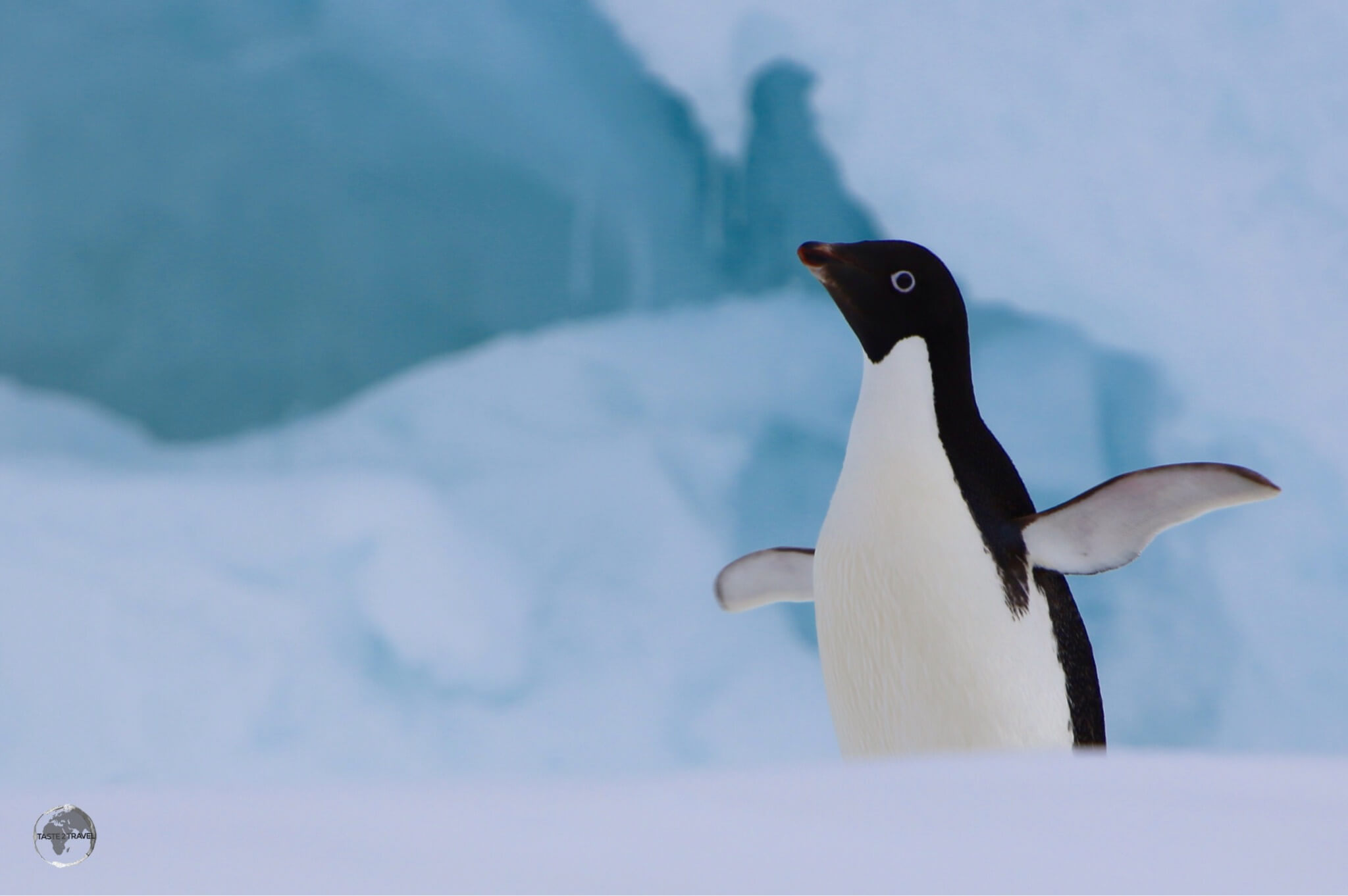 An Adélie penguin on Detaille Island, Crystal Sound, Antarctica.