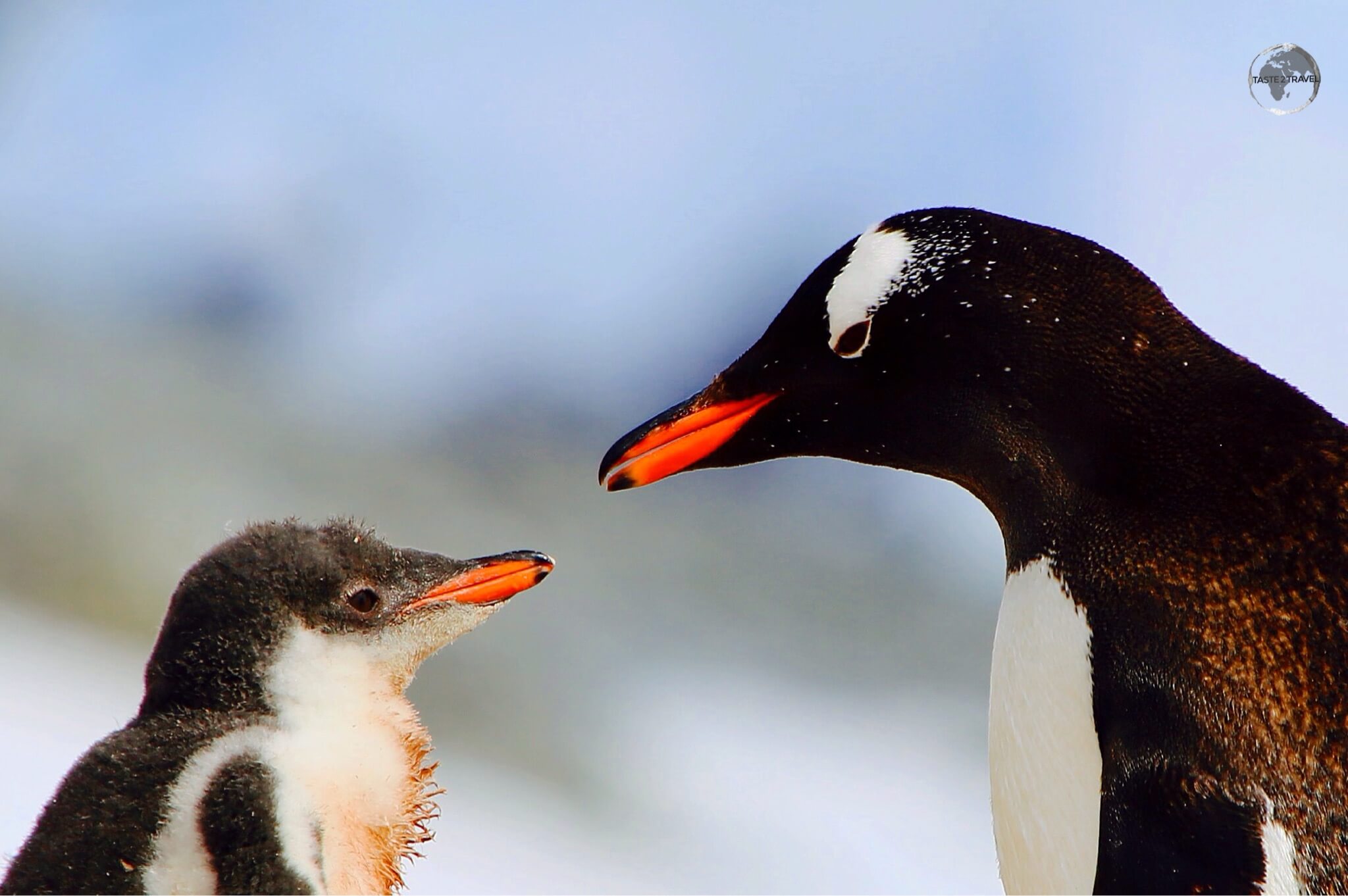 An Adelie Penguin with her chick in Antarctica. 