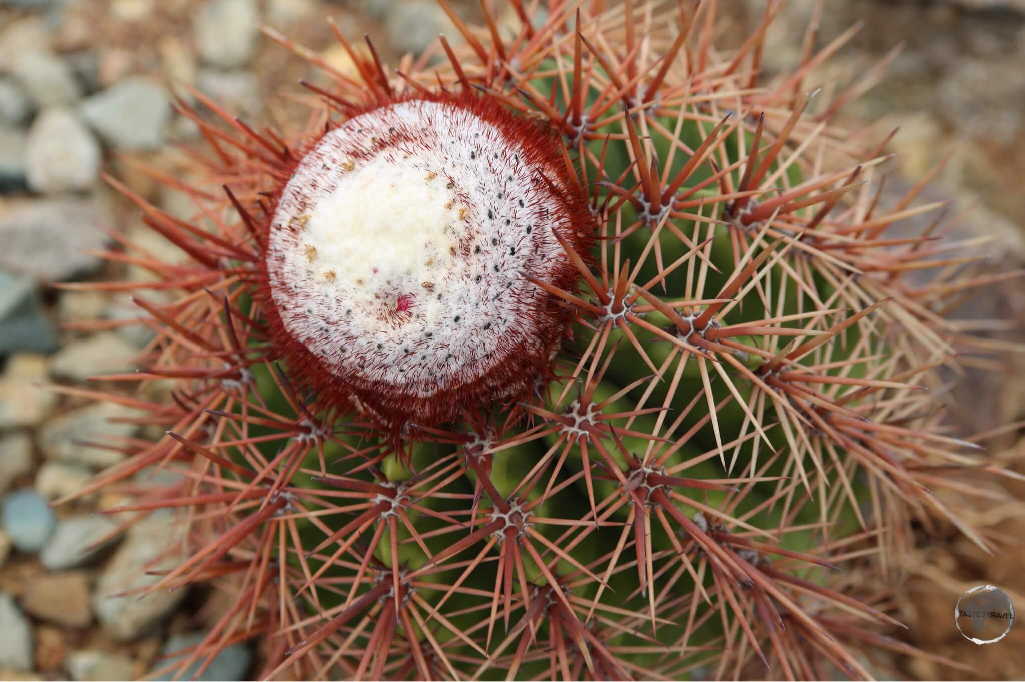 Turks Head Cactus, Aruba.