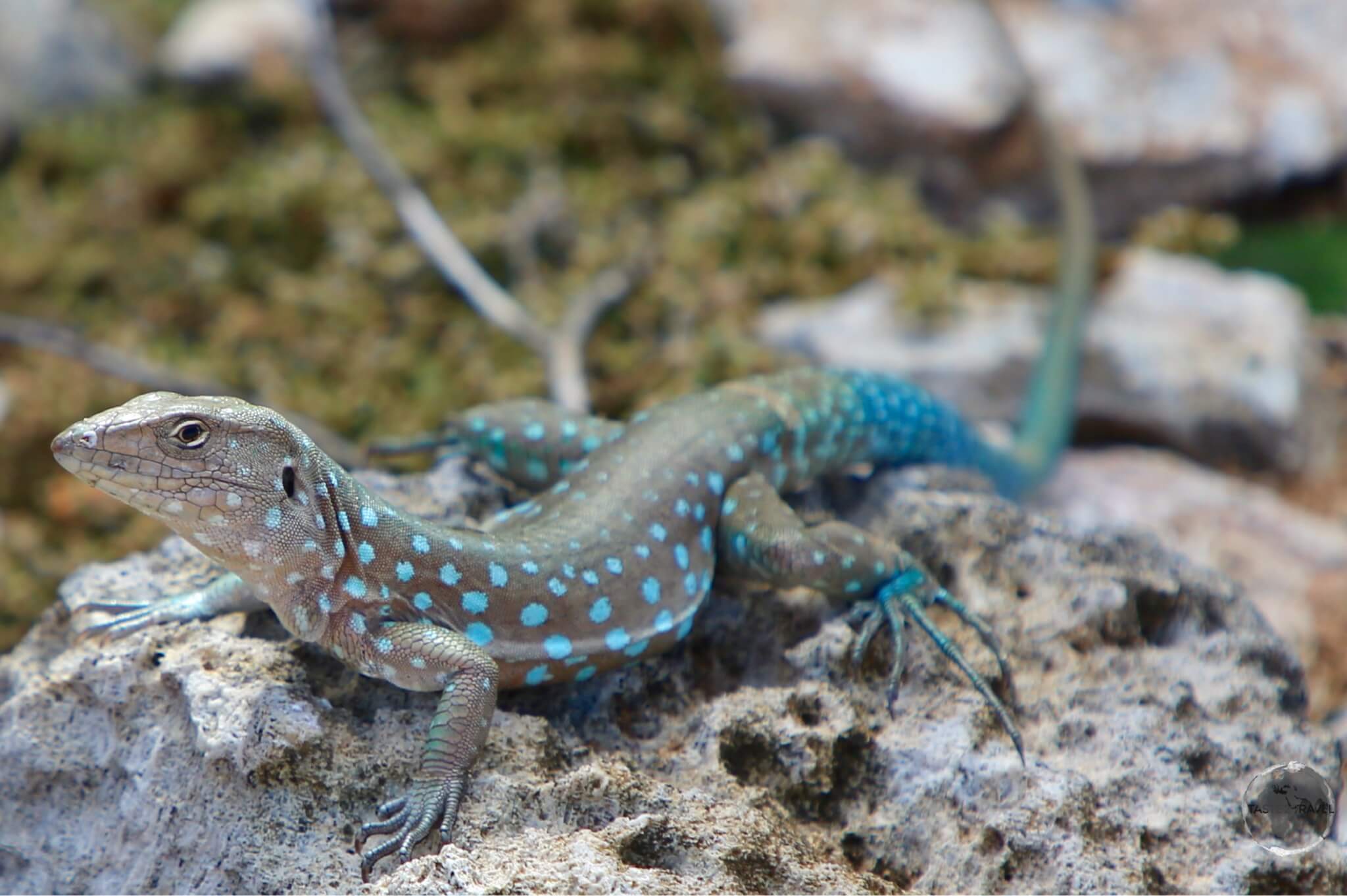 Aruba Travel Guide: Aruban Whip-tail Lizard.