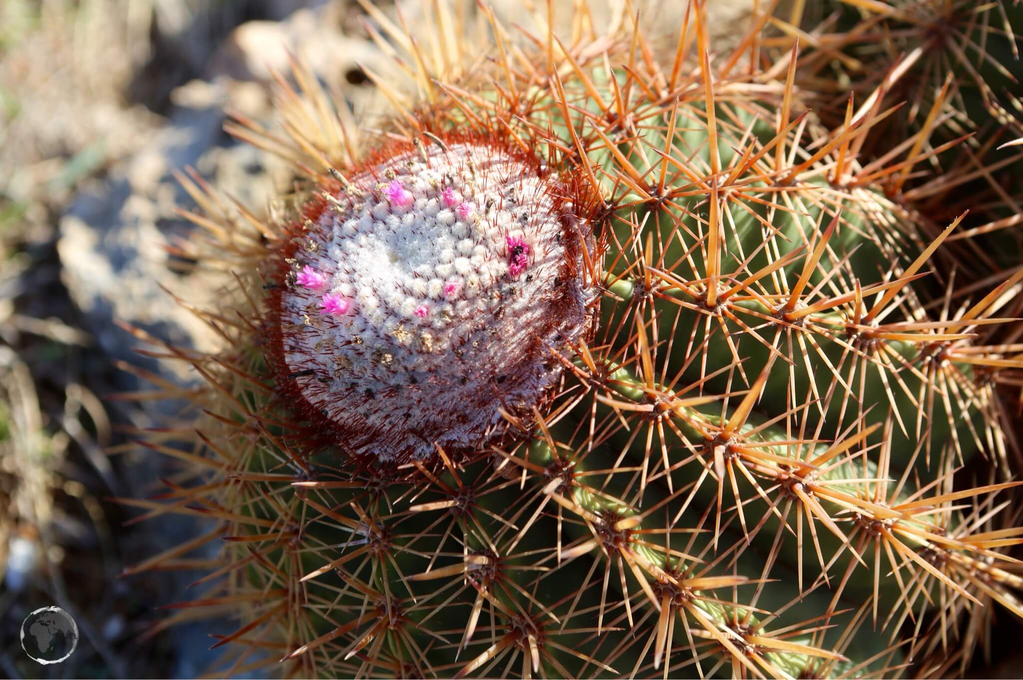 The Melocactus is a cactus species common to Curaçao.