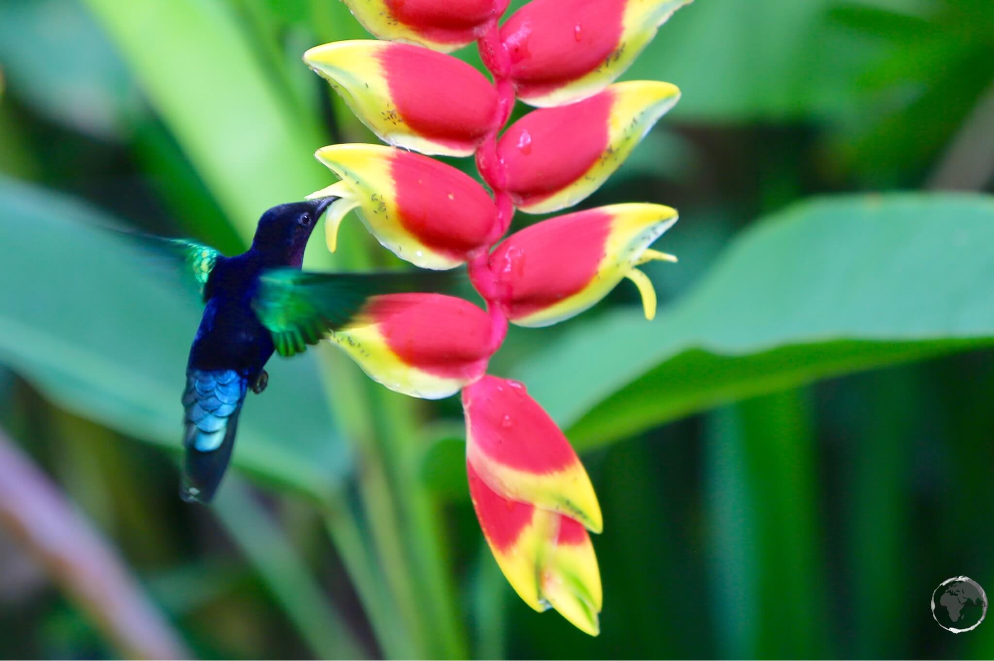 Madeira Hummingbird on Martinique. 