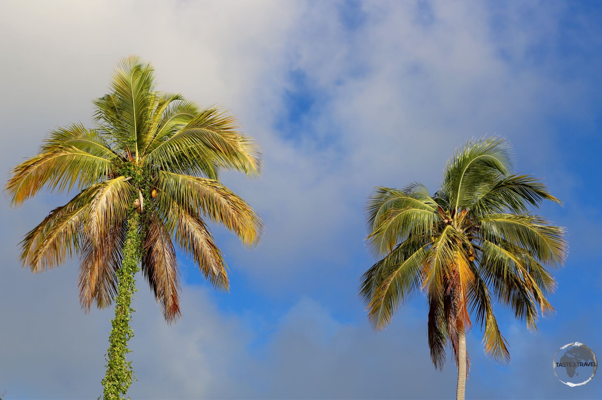 Palm Trees at sunset, Brewers Bay, Tortola Island, BVI.