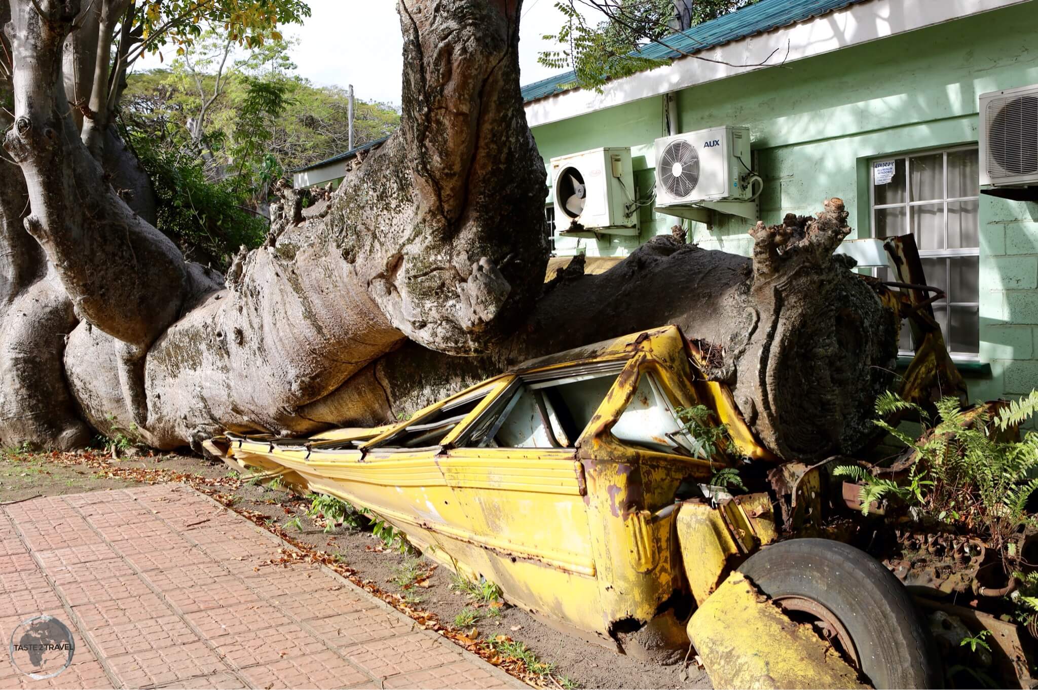 An unusual site in the Botanical gardens - a school bus crushed by an African baobab tree during hurricane David in 1979.