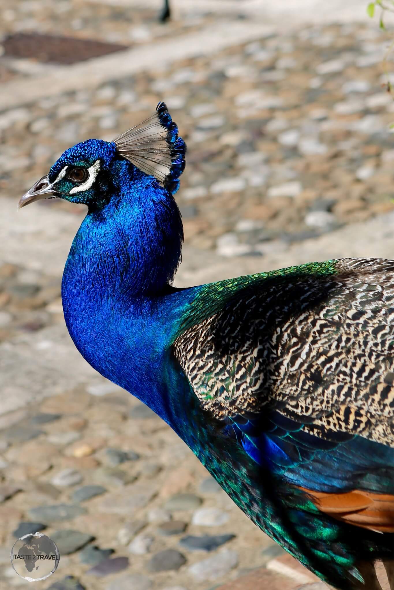 A peacock at the Museo de las Casas Reales, Santo Domingo.