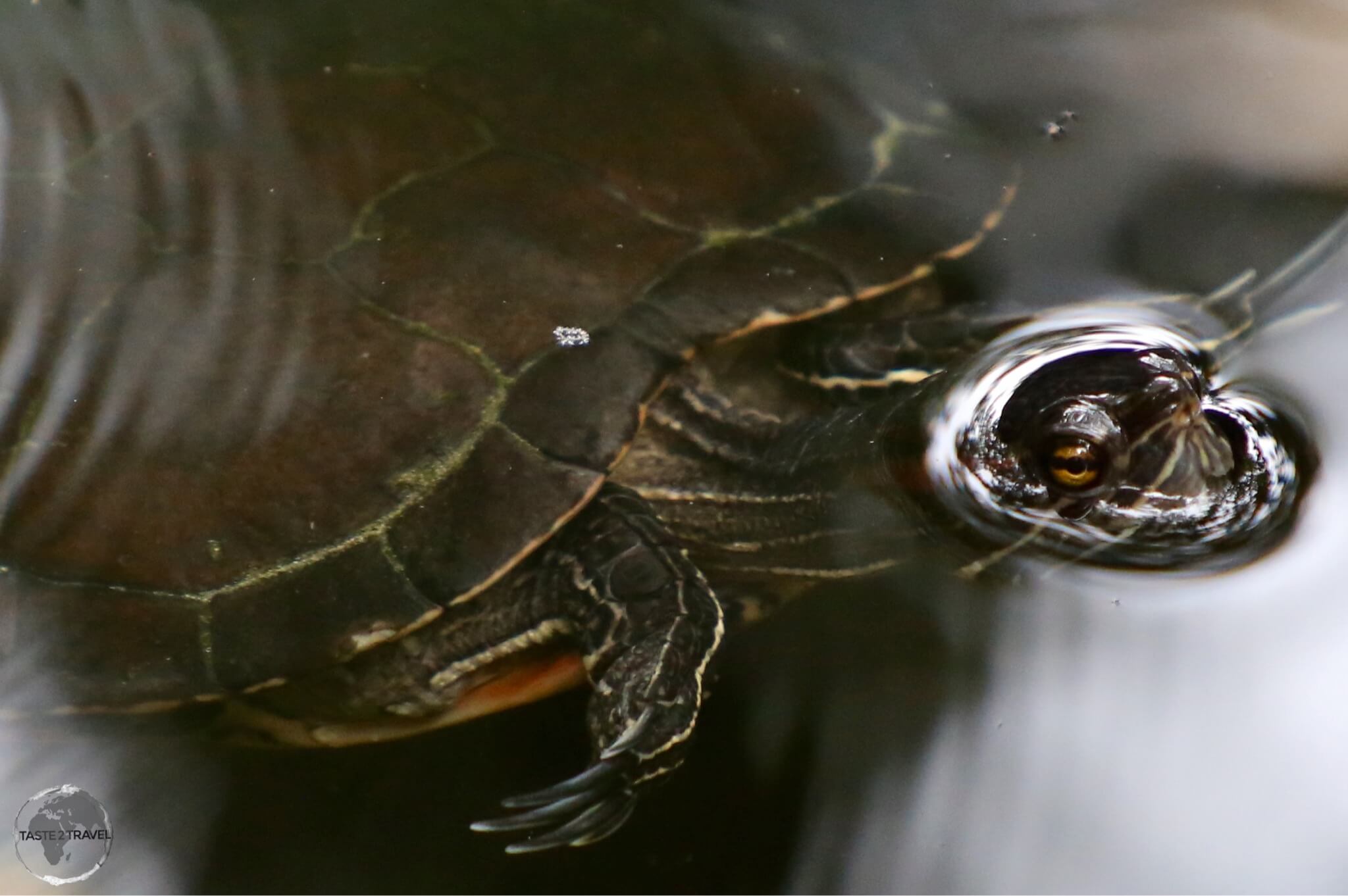 Fresh-water turtle in the 'Indigenous Eyes National Park', Punta Cana.