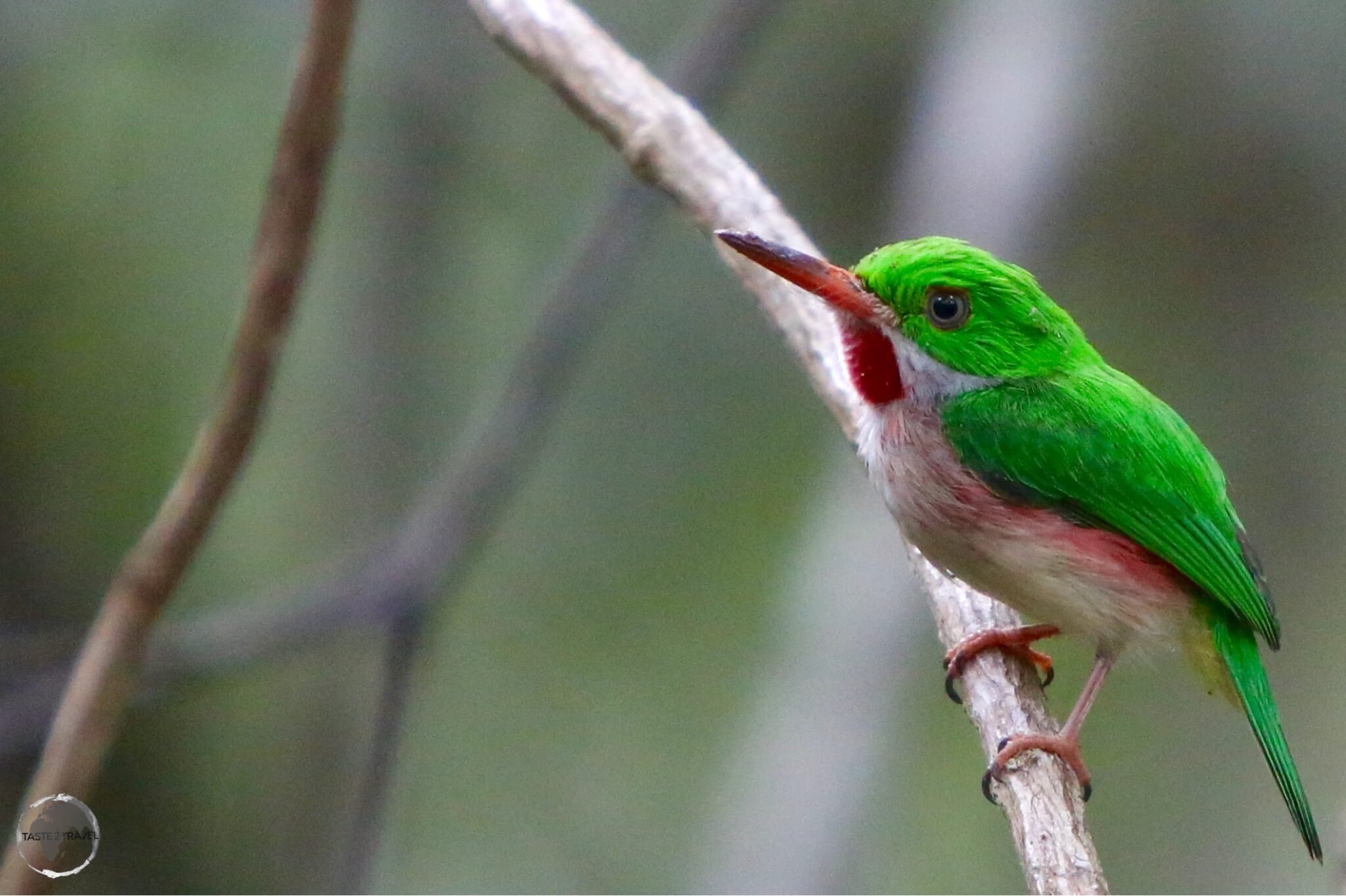 Broad-billed Tody in the 'Indigenous Eyes National Park', Punta Cana.