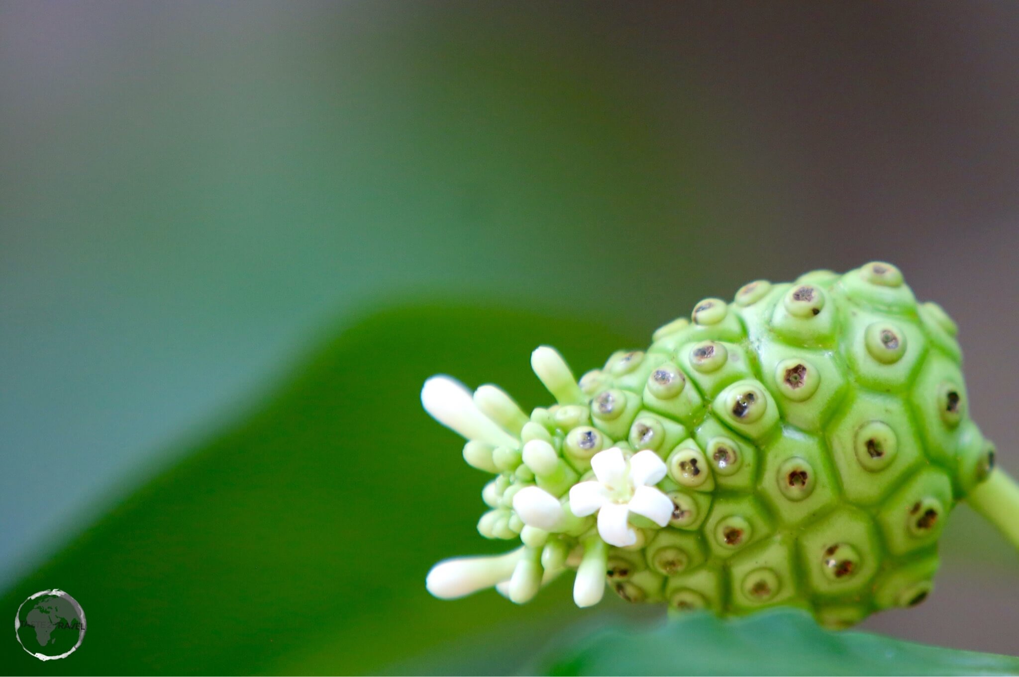 Noni Fruit, Punta Cana