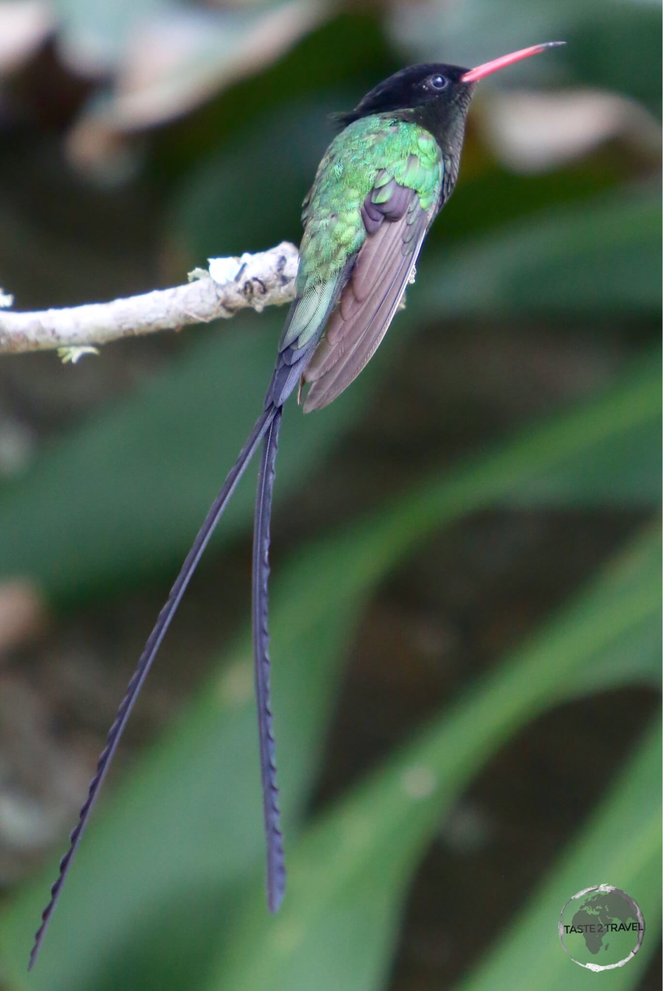 The national symbol of Jamaica - the long-tailed 'Doctor Bird' Hummingbird.