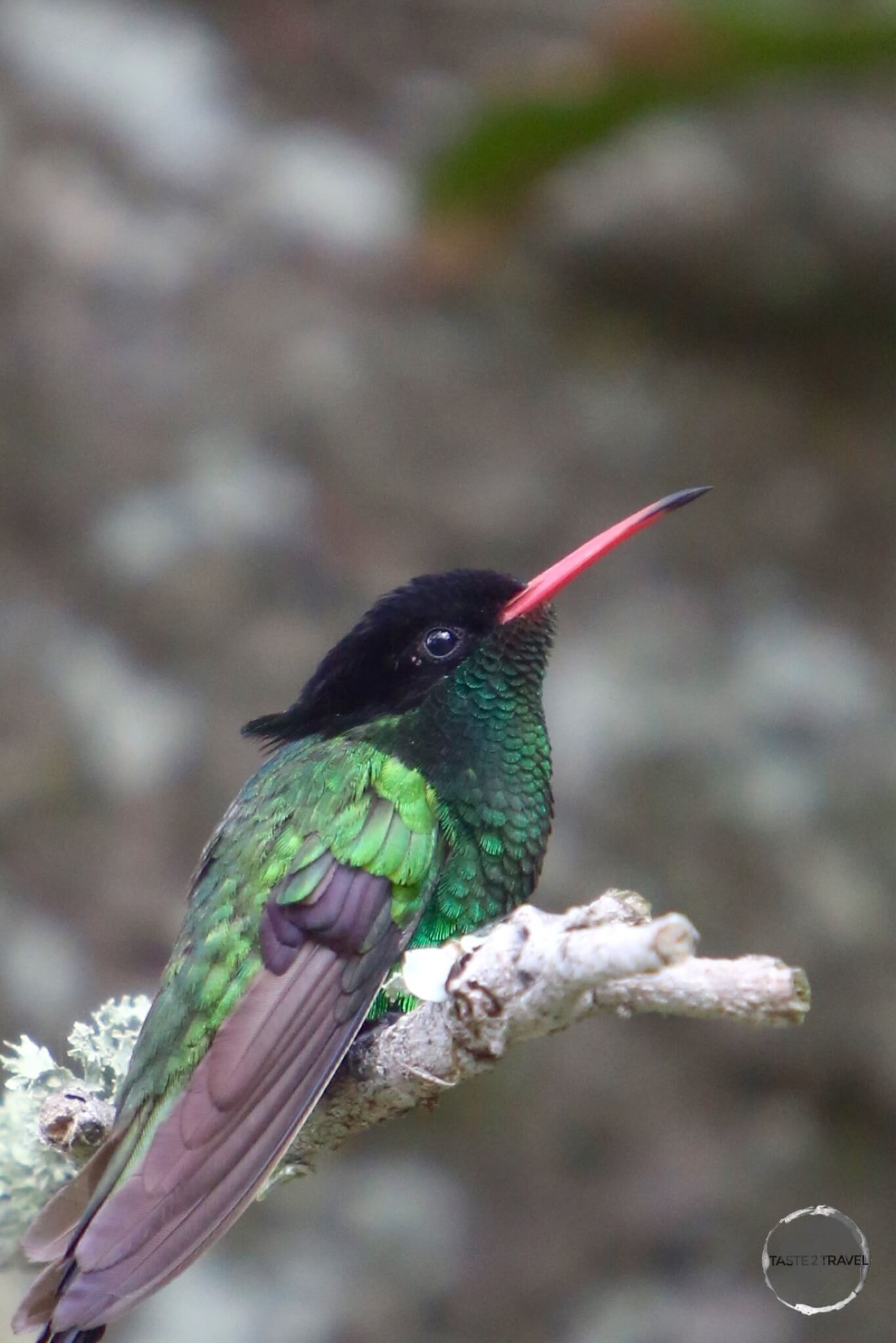 The 'Doctor Bird' Hummingbird in the Blue Mountains.