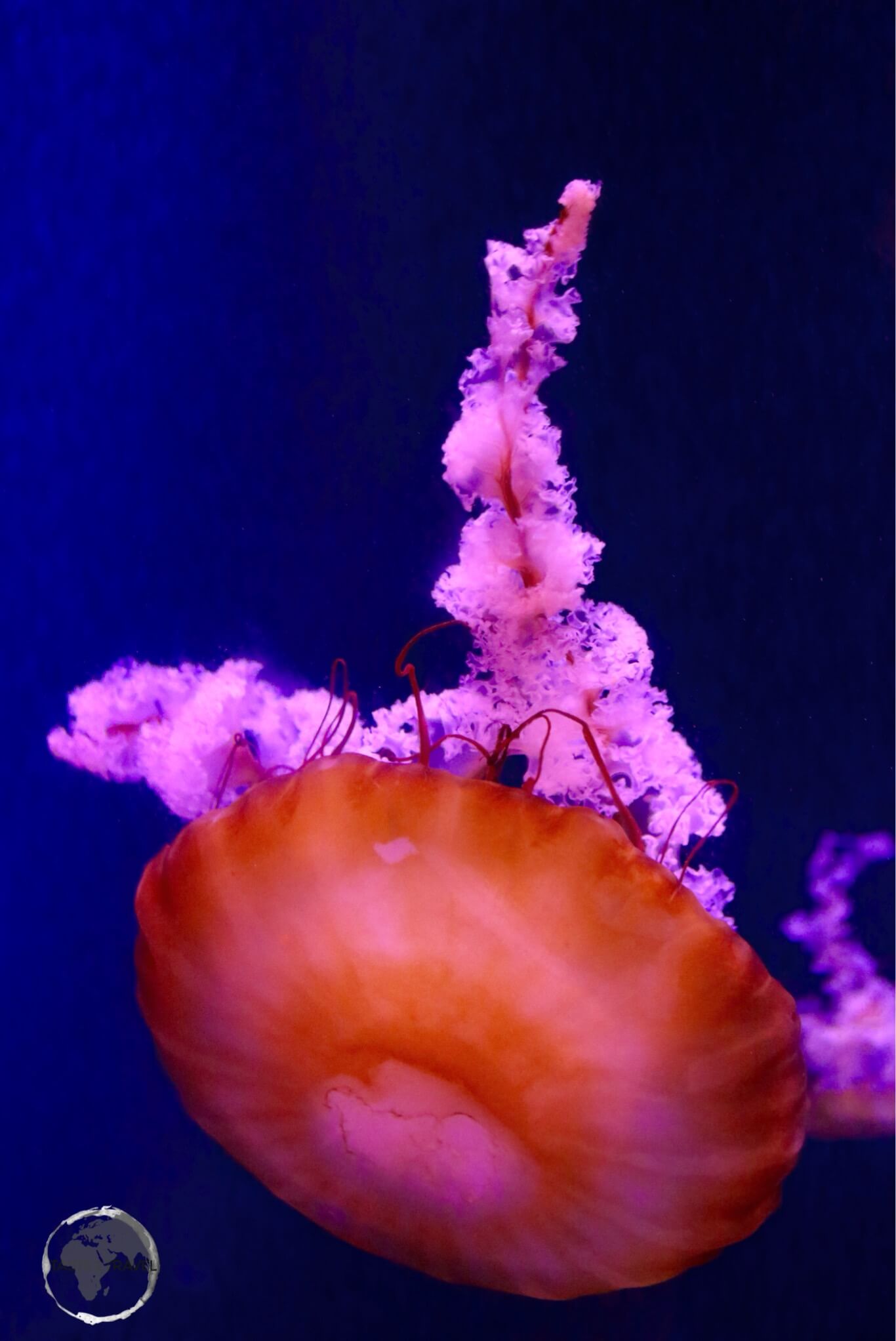 Jellyfish at Atlantis Resort.