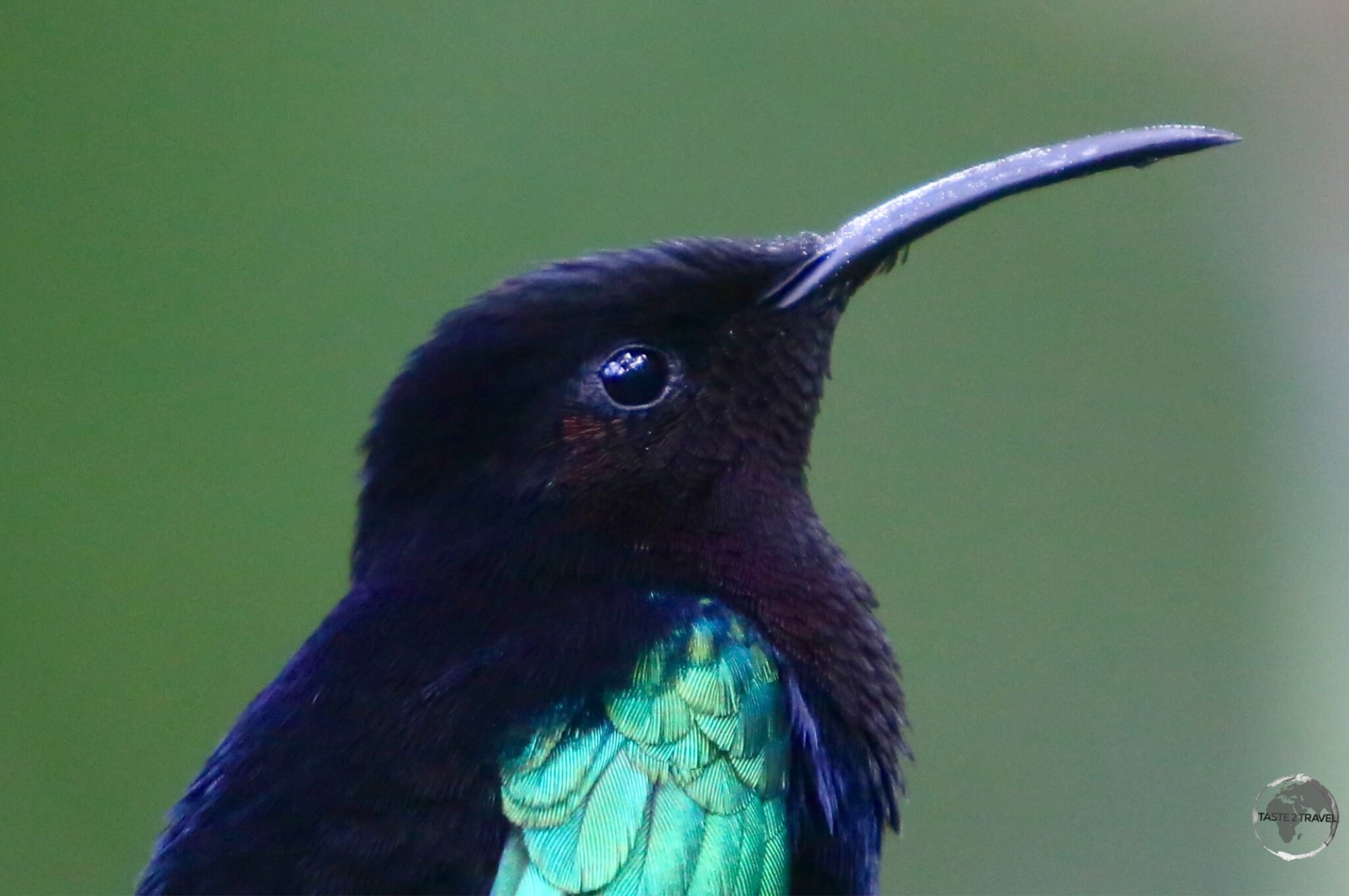 The Madeira Hummingbird is a common sight on Martinique.