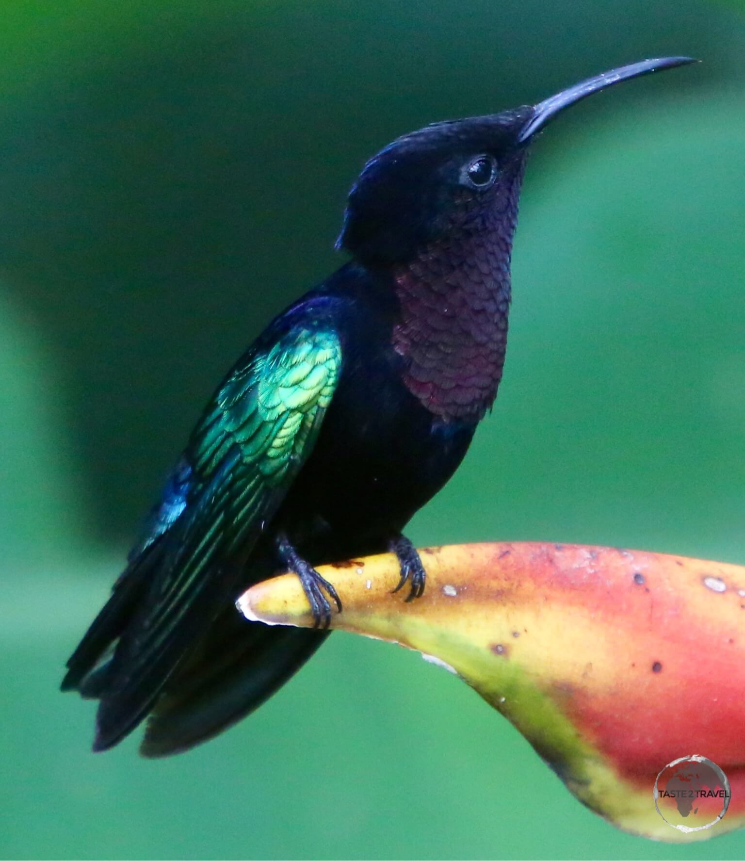 A Madeira Hummingbird on Martinique.