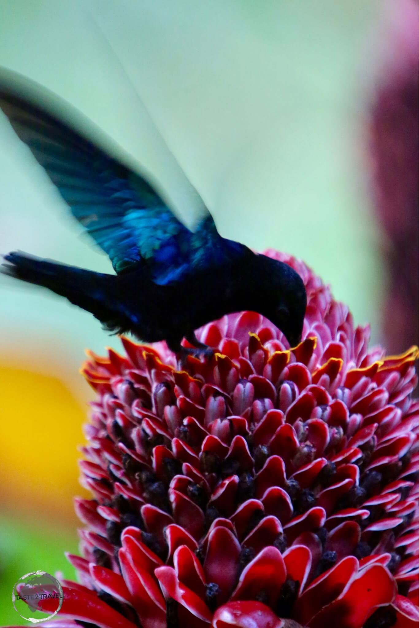 A male purple-throated Carib hummingbird at the India river.