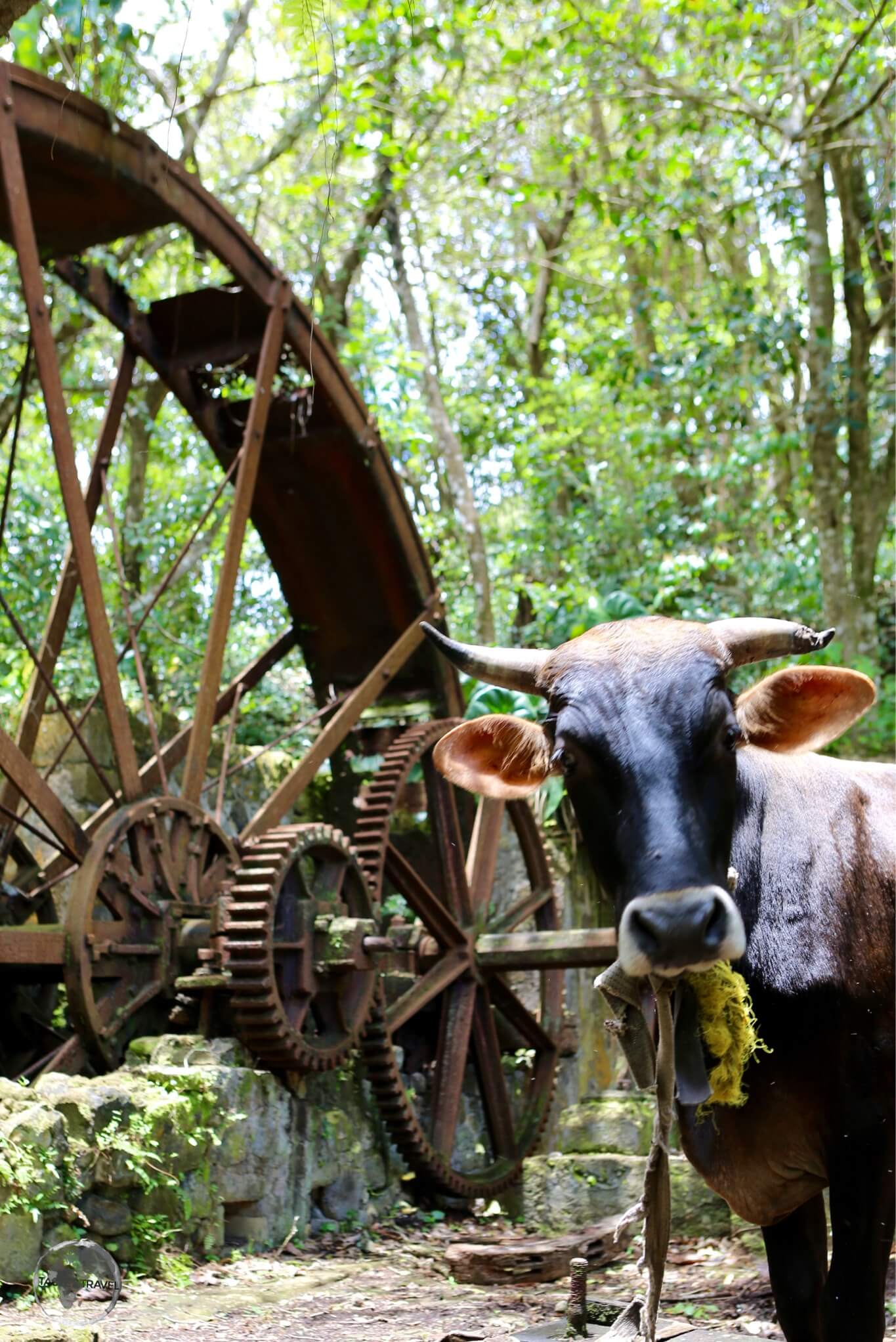 Cow grazing in an abandoned sugar mill in Hampstead.