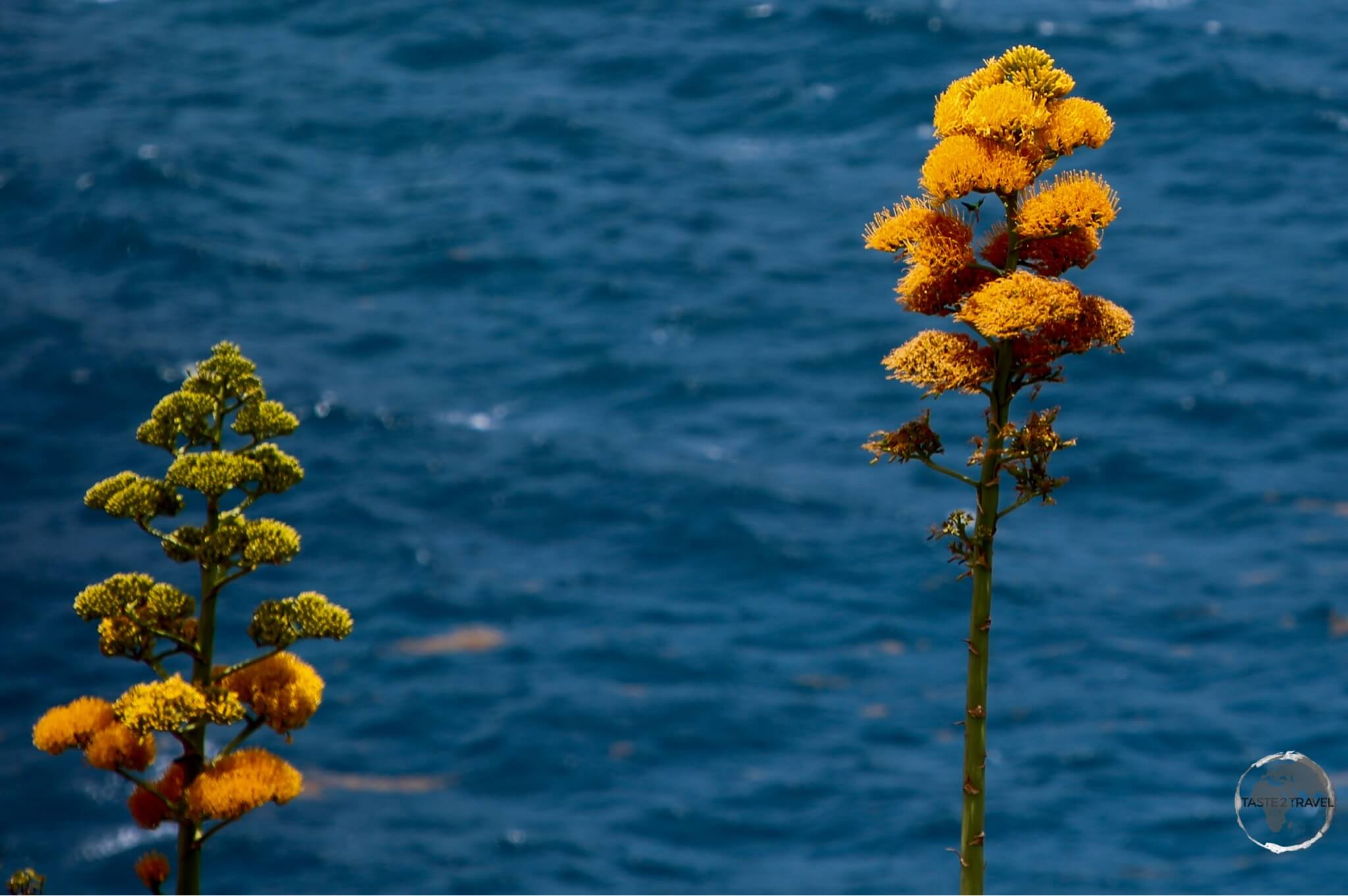 The national flower of Antigua & Barbuda - The Dagger Log.