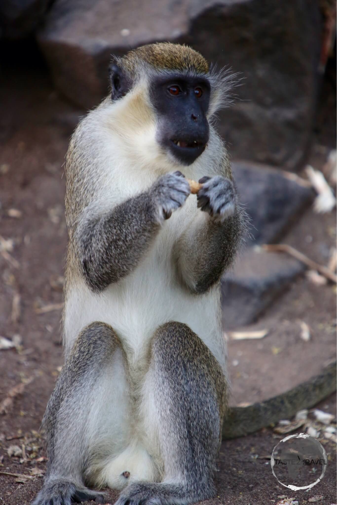 Vervet monkeys were introduced to St. Kitts from Africa more 300 years ago.