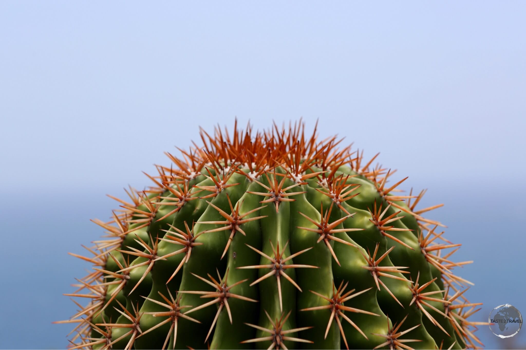 Turks Head Cactus on Antigua.