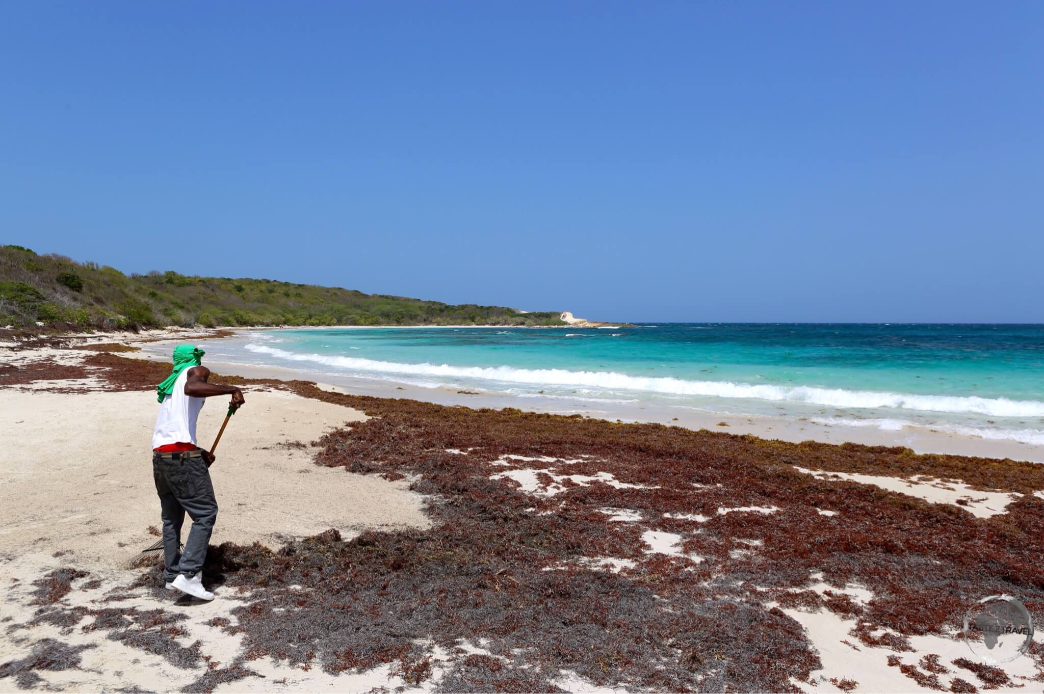 Raking Sargassum seaweed off Half Moon Bay. 