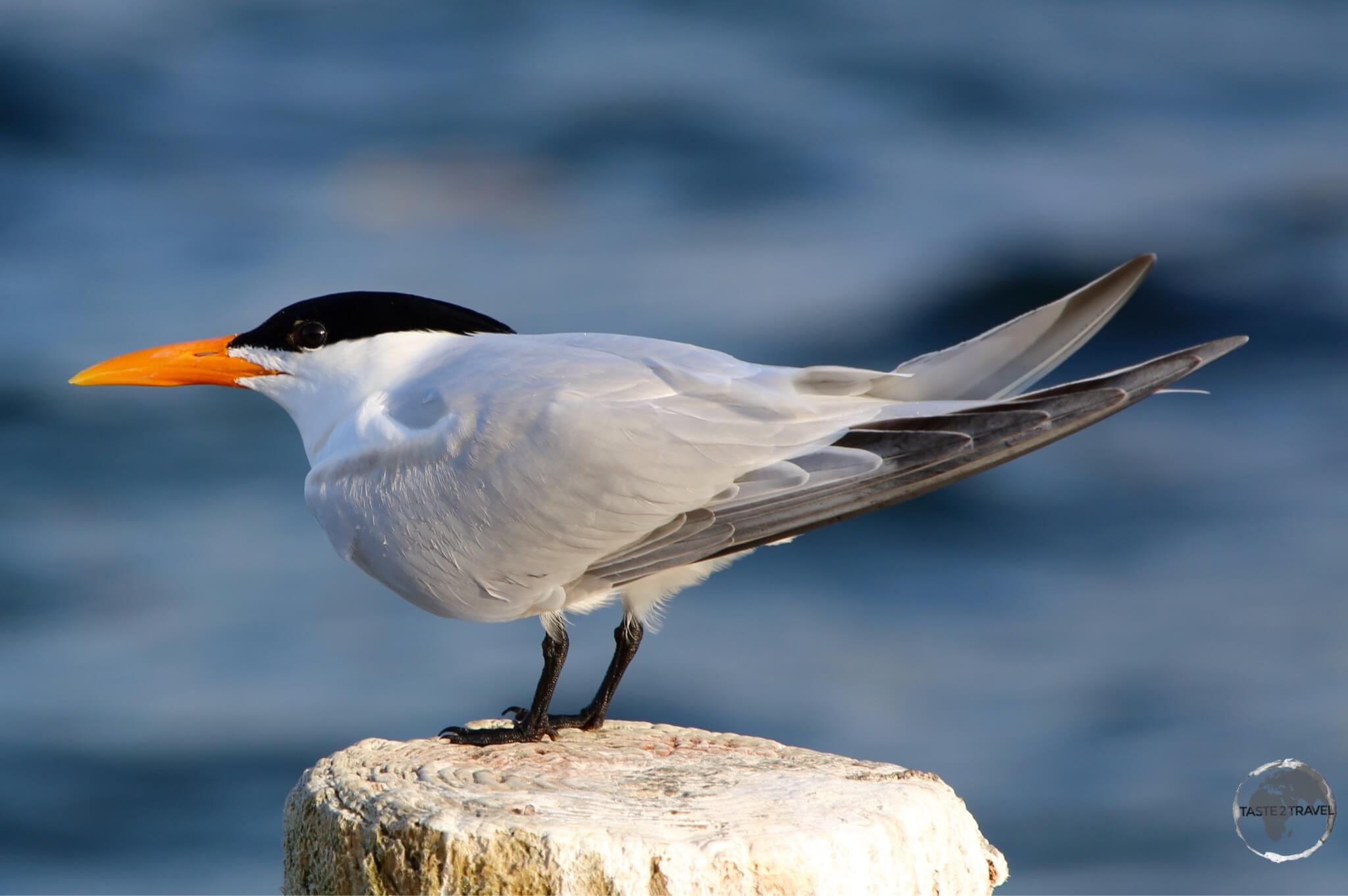 A sea gull on St. Kitts.