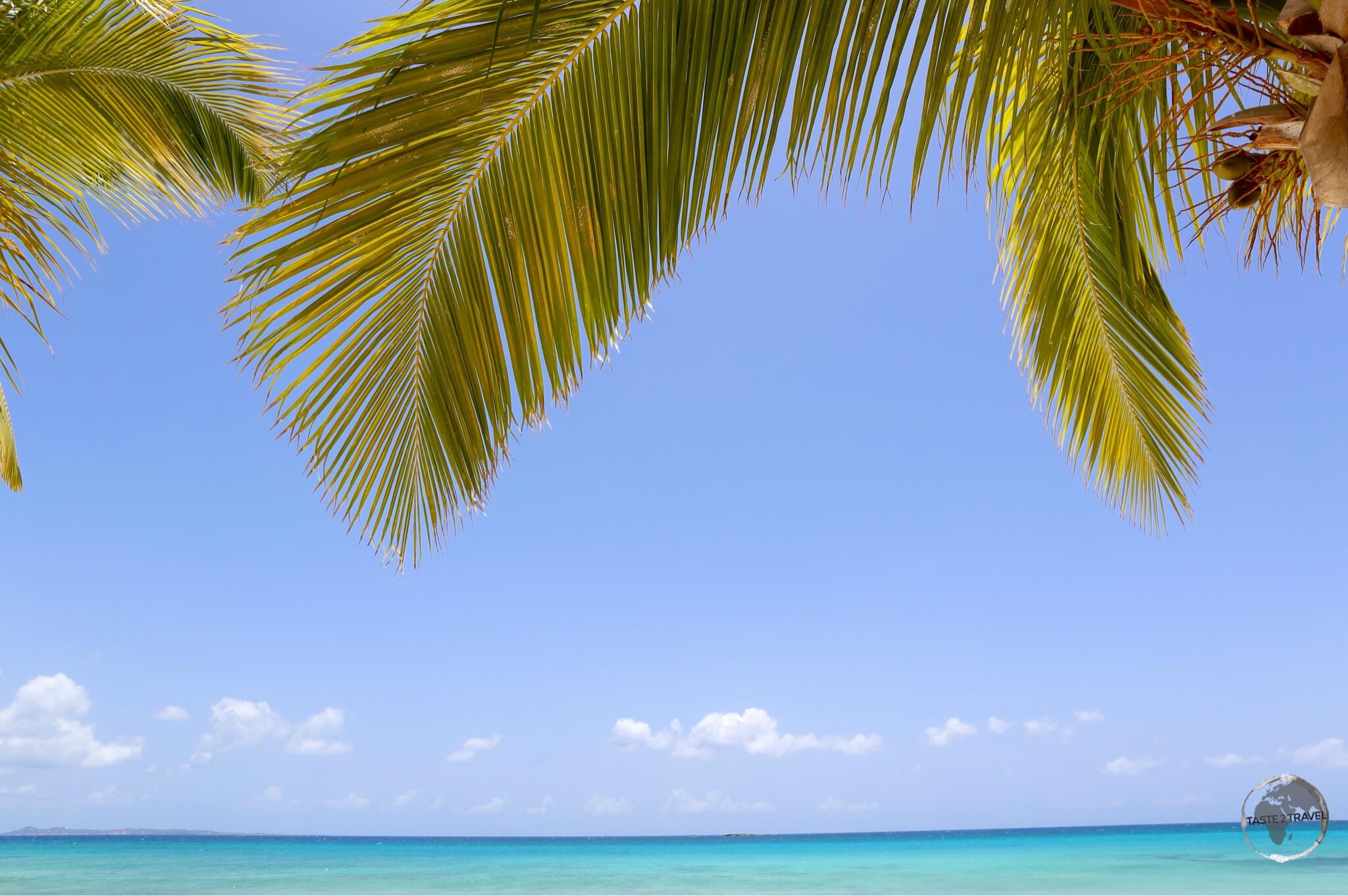 Palm trees on Rendezvous Bay, Anguilla.