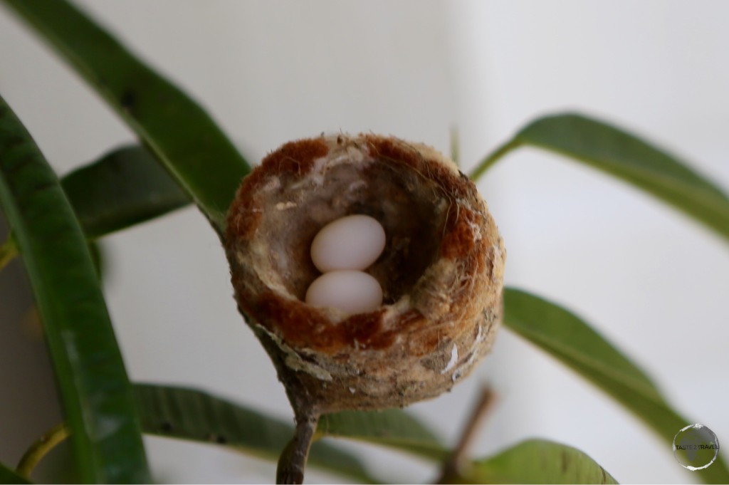 Hummingbird Eggs – about the size of a large pea.