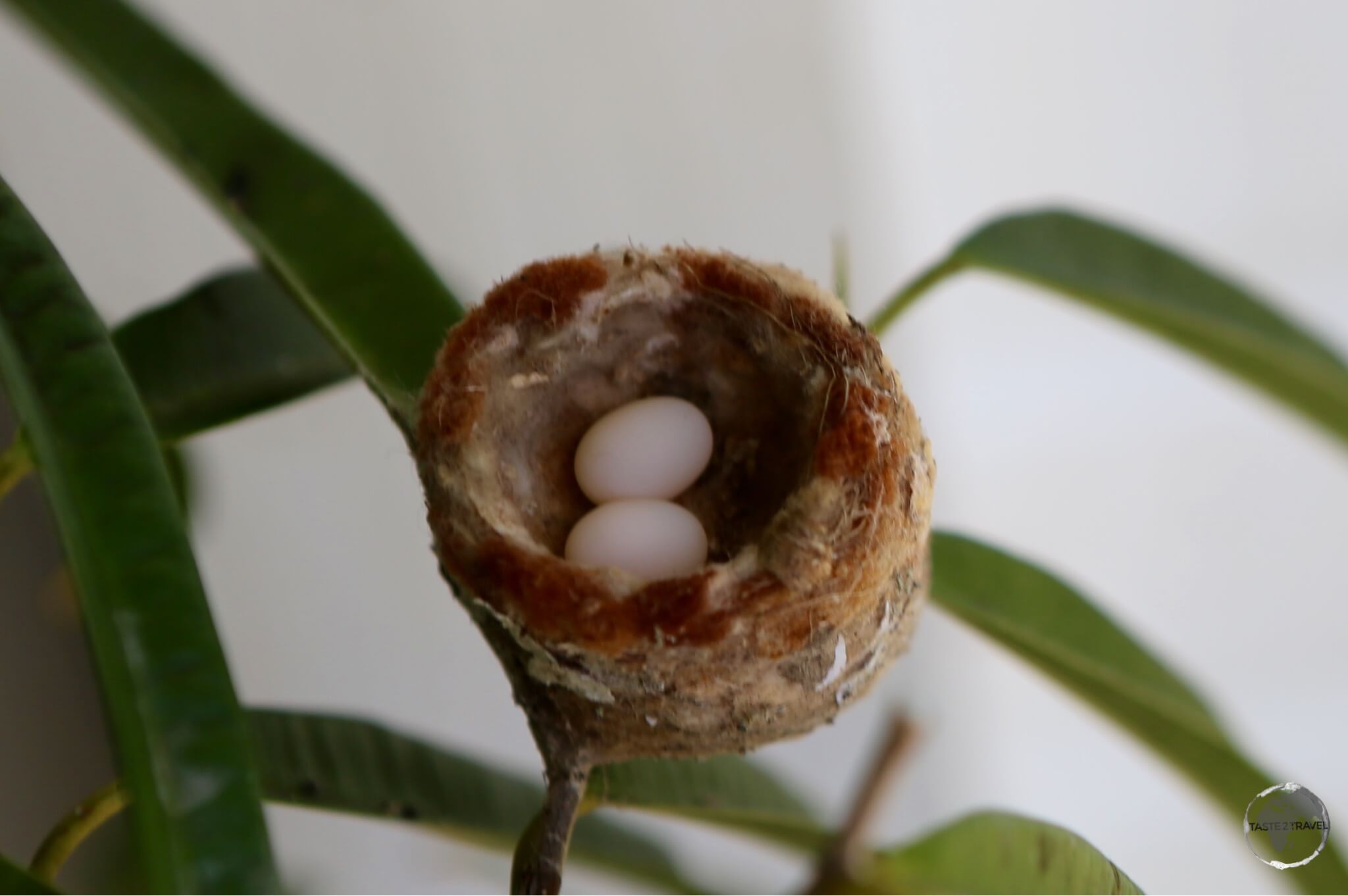 Hummingbird Eggs - about the size of a large pea.