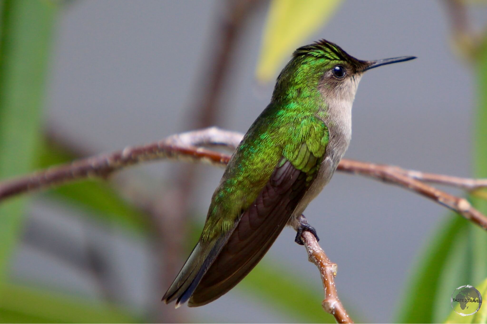 White-throated Hummingbird on Saba.