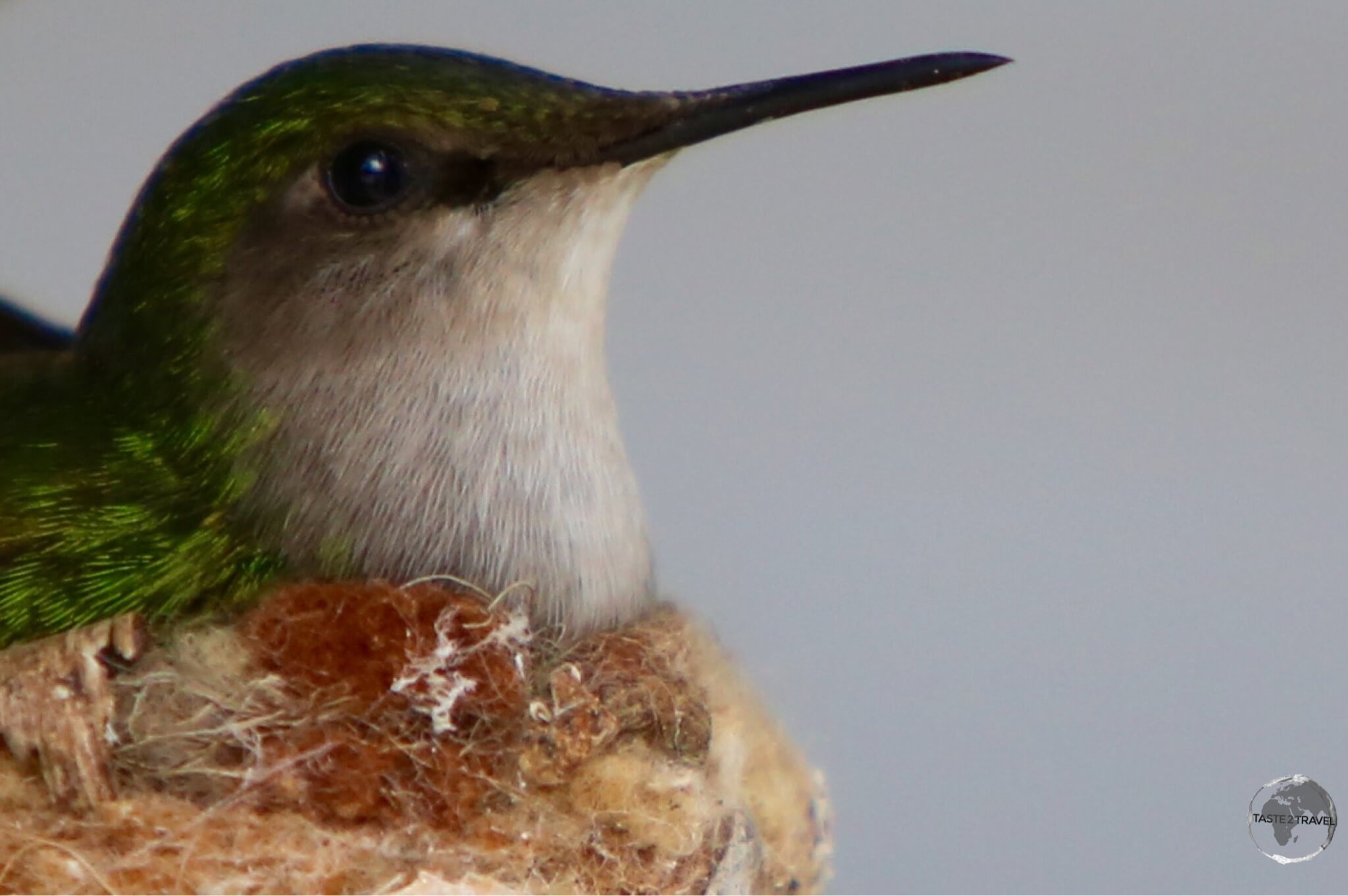 A nesting White-throated Hummingbird in Windwardside.