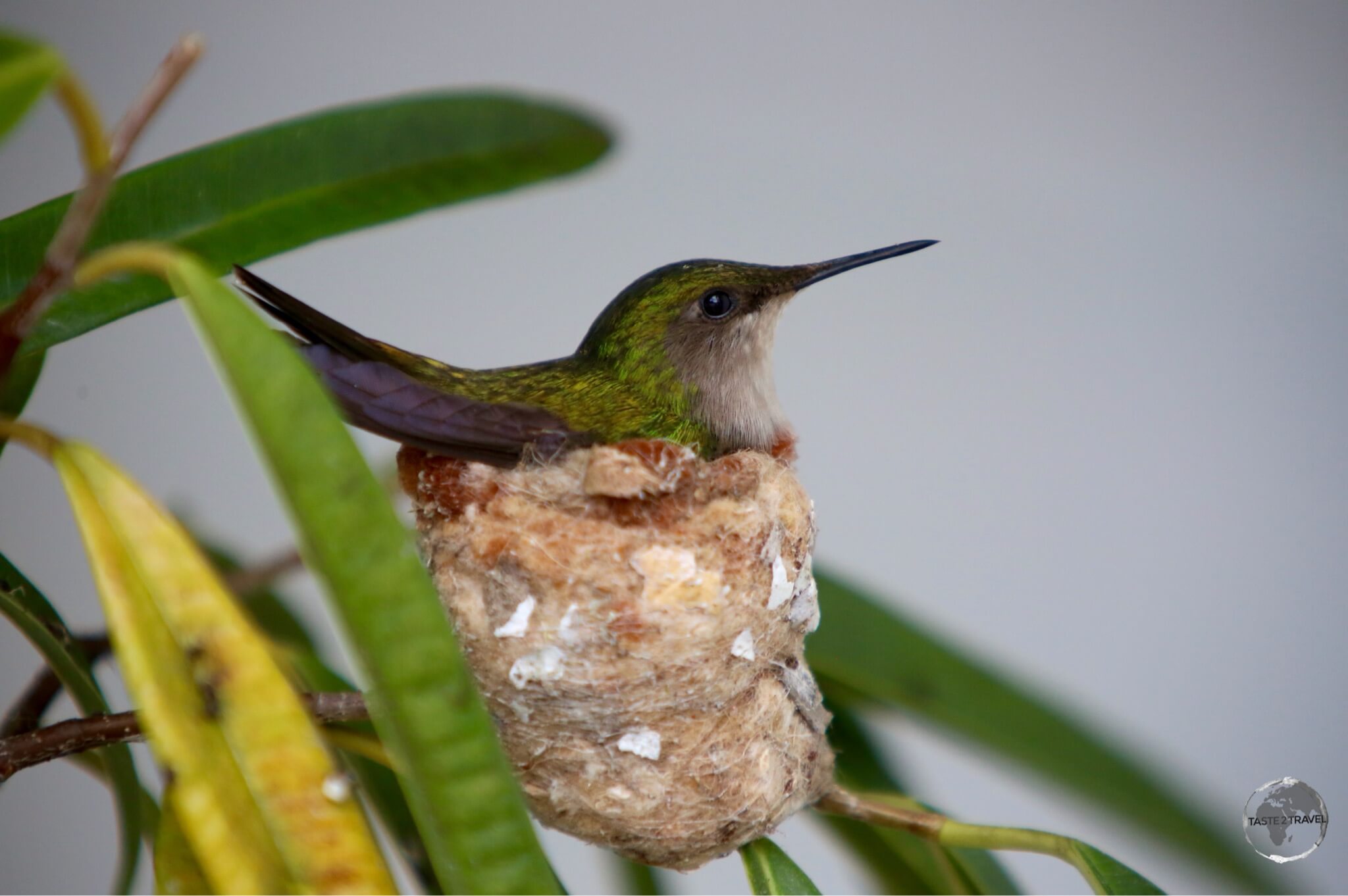 A white-throated hummingbird nesting outside my room in Windwardside.