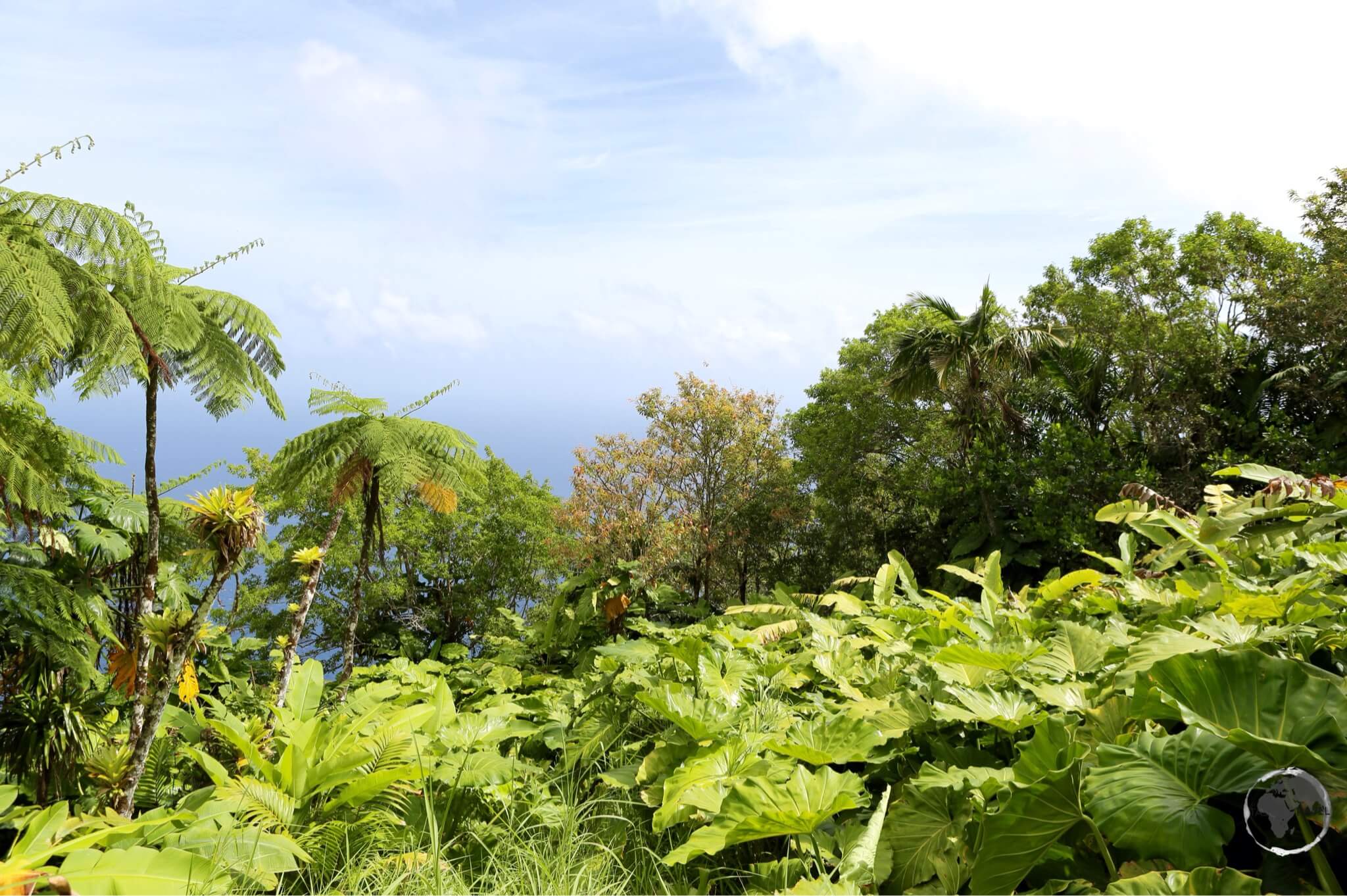 Hiking trail on Saba.