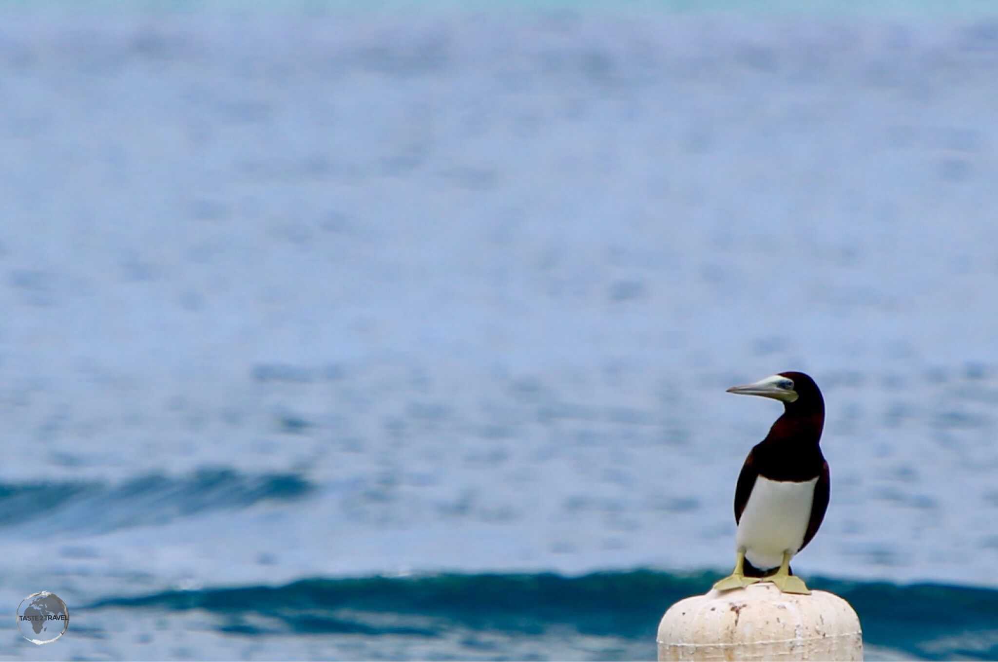 Brown Booby at Cane Garden Bay, BVI.