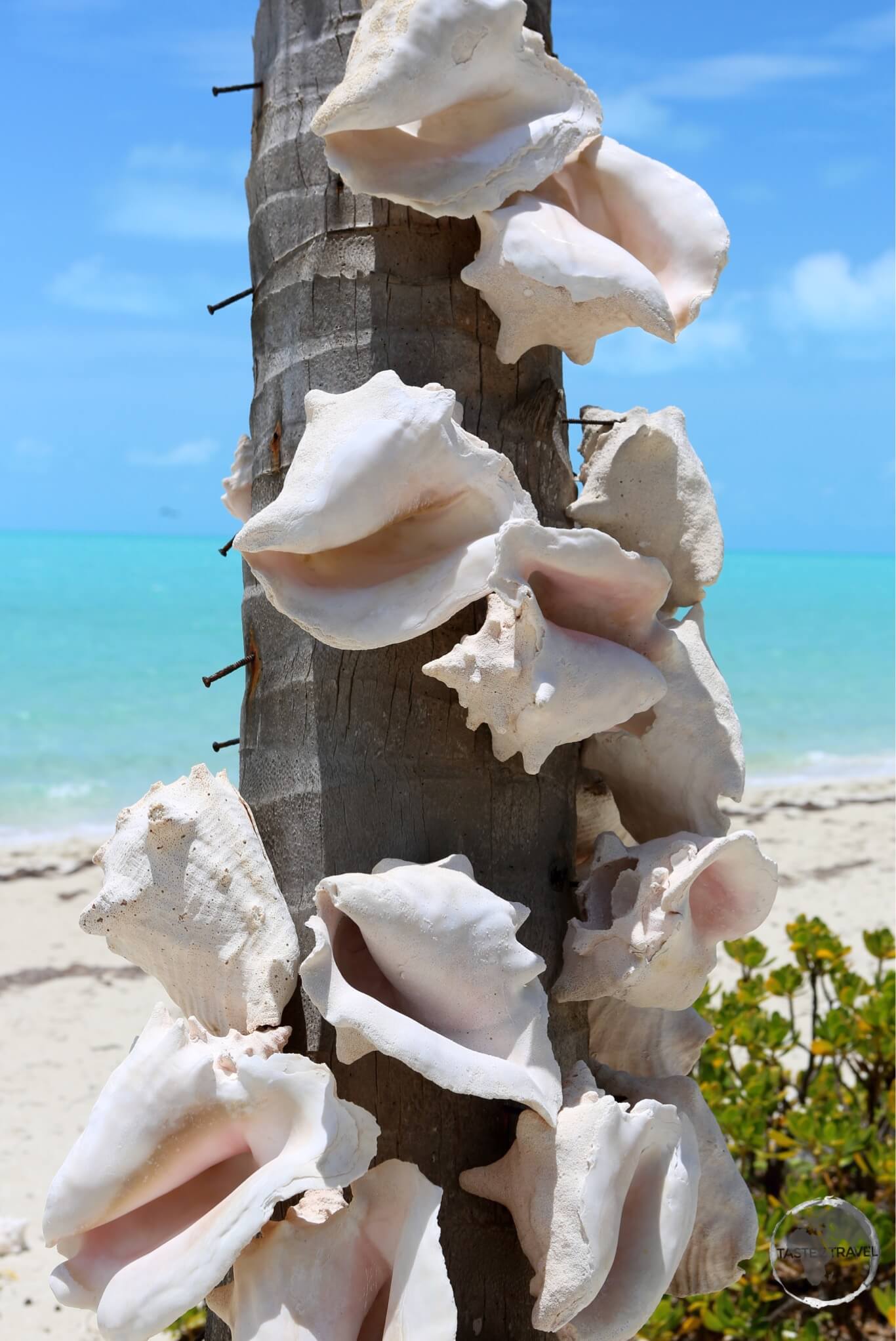 Conch shell decoration on Long Bay. 