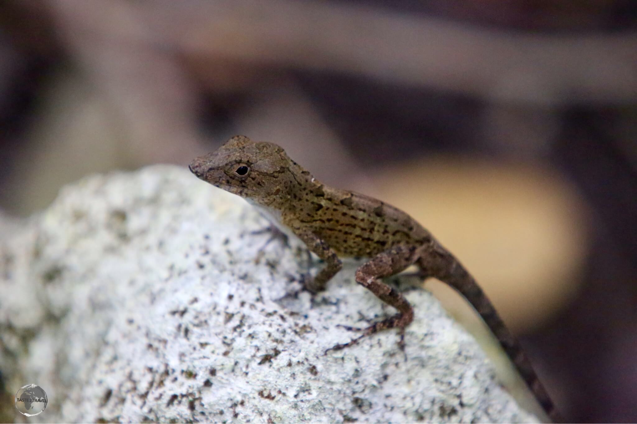 Gecko at Punta Cana.