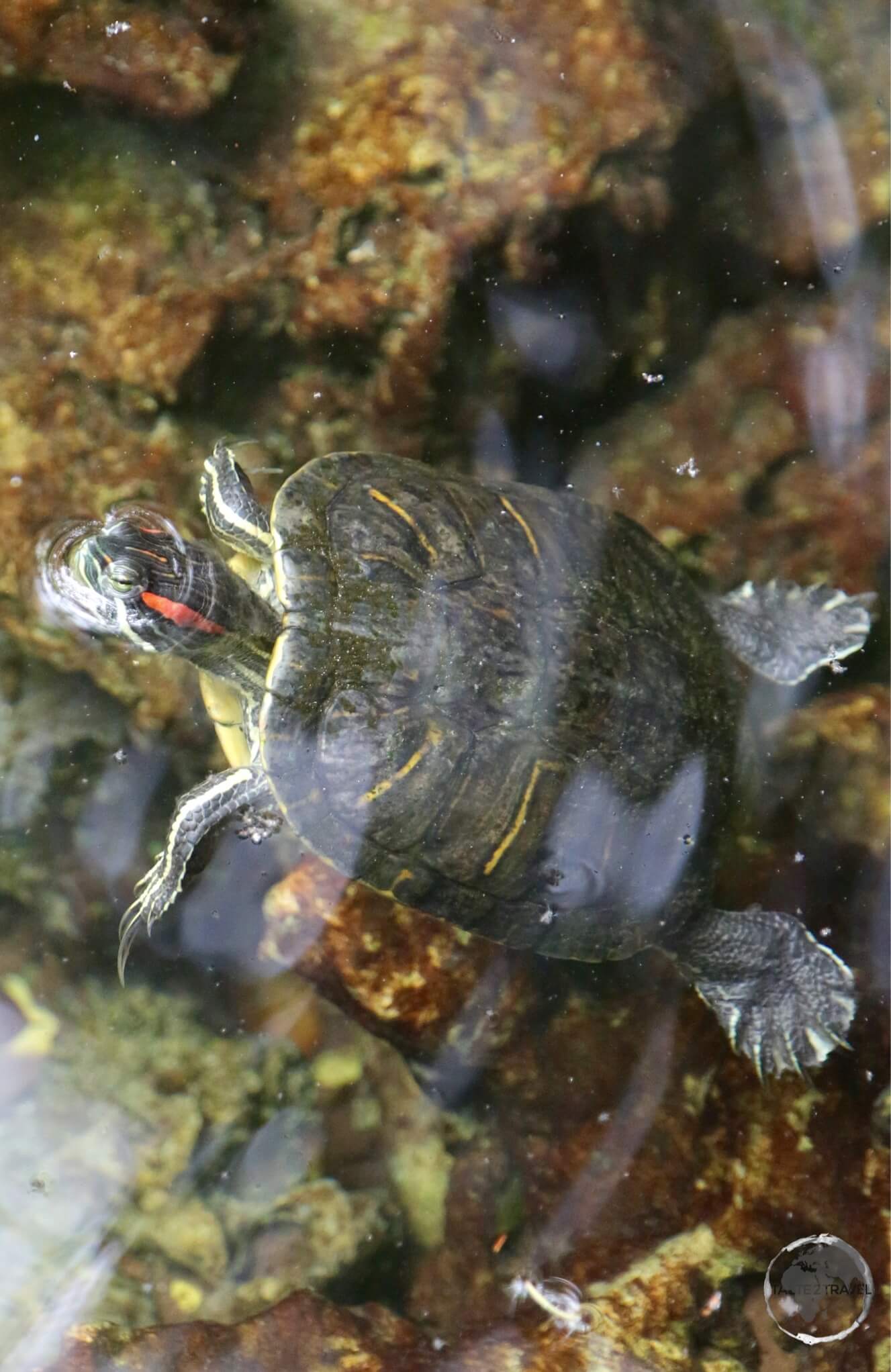 Fresh-water turtle in the 'Indigenous Eyes National Park', Punta Cana