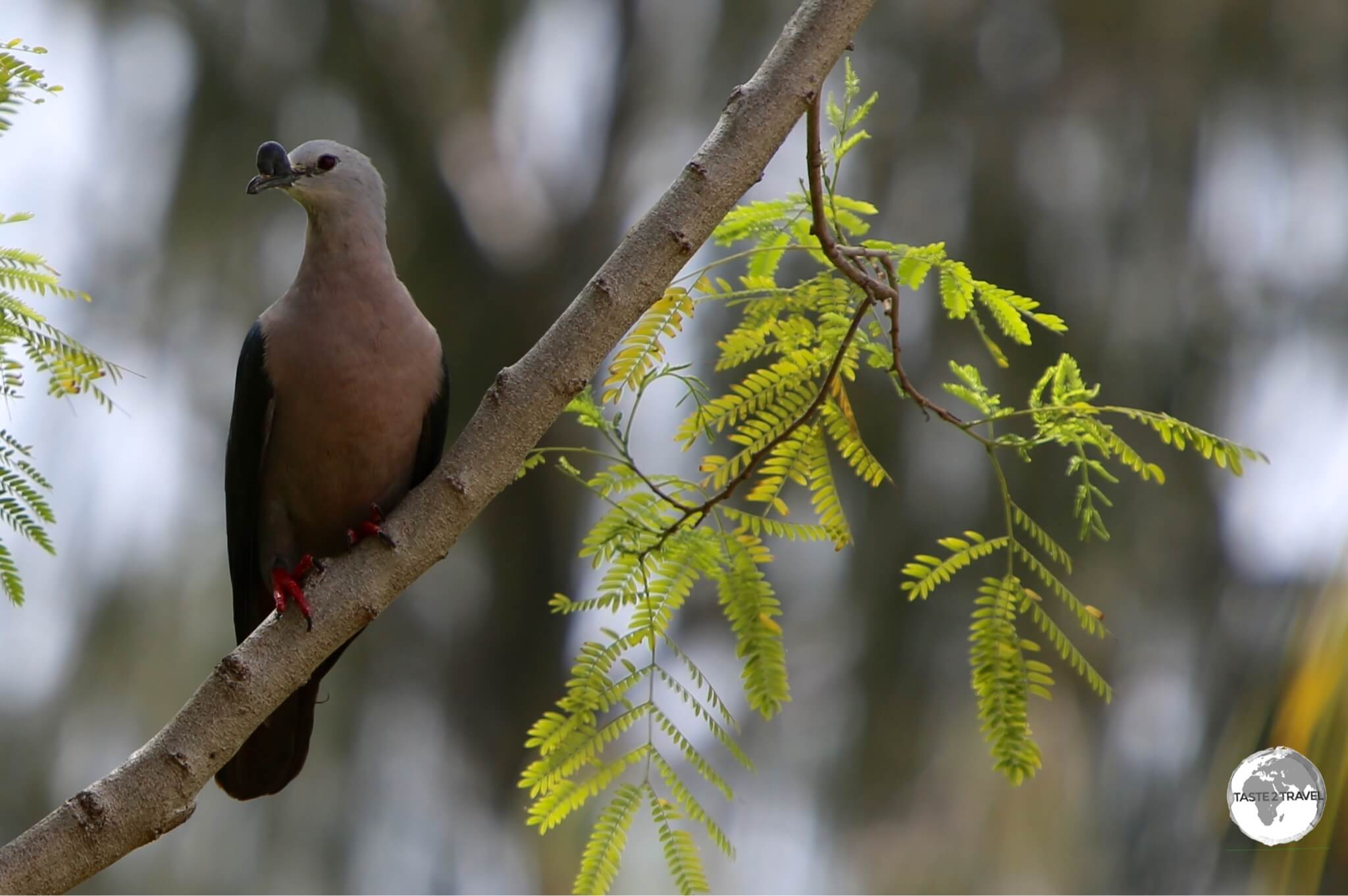 A Pacific Imperial Pigeon on Kiribati.