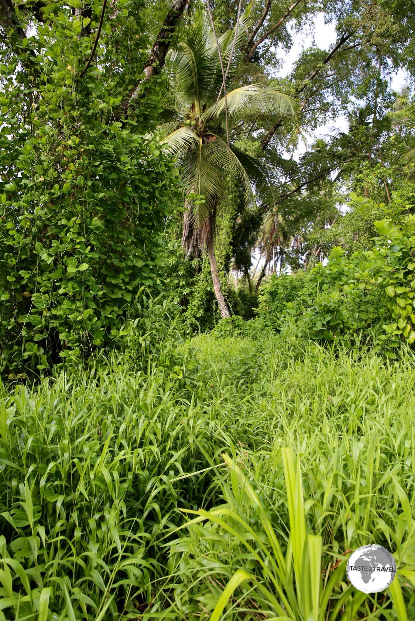 The very over-grown Lelu ruins, Kosrae's version of Nan Madol. 